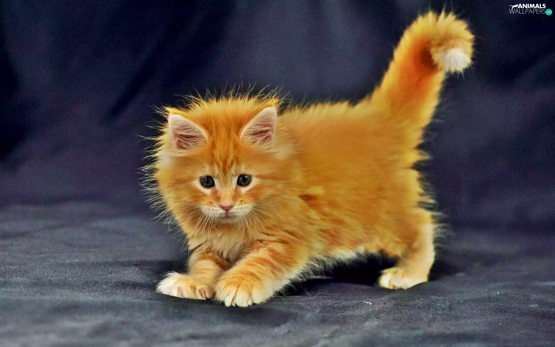 cat, small, ginger