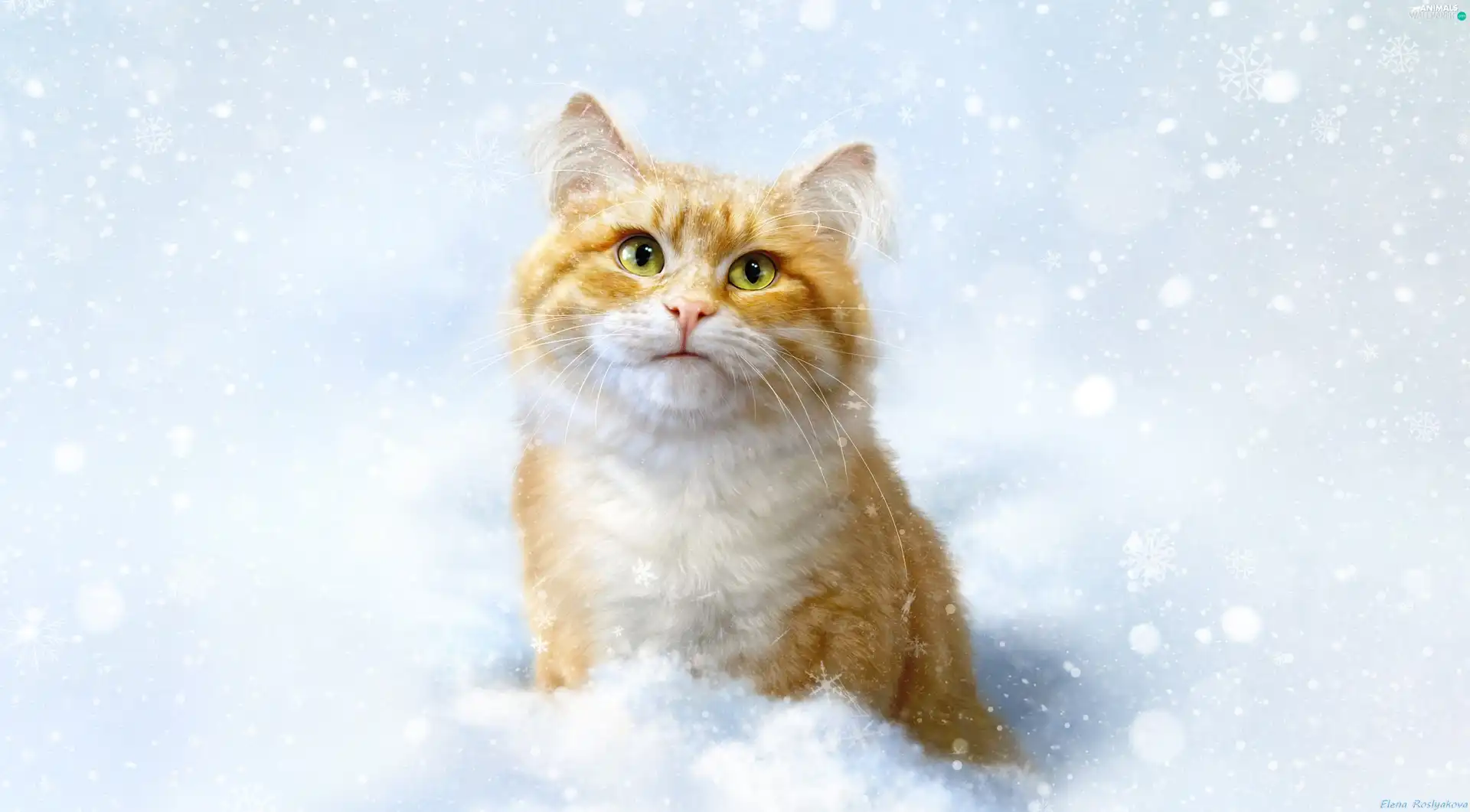 ginger, winter, snow, cat