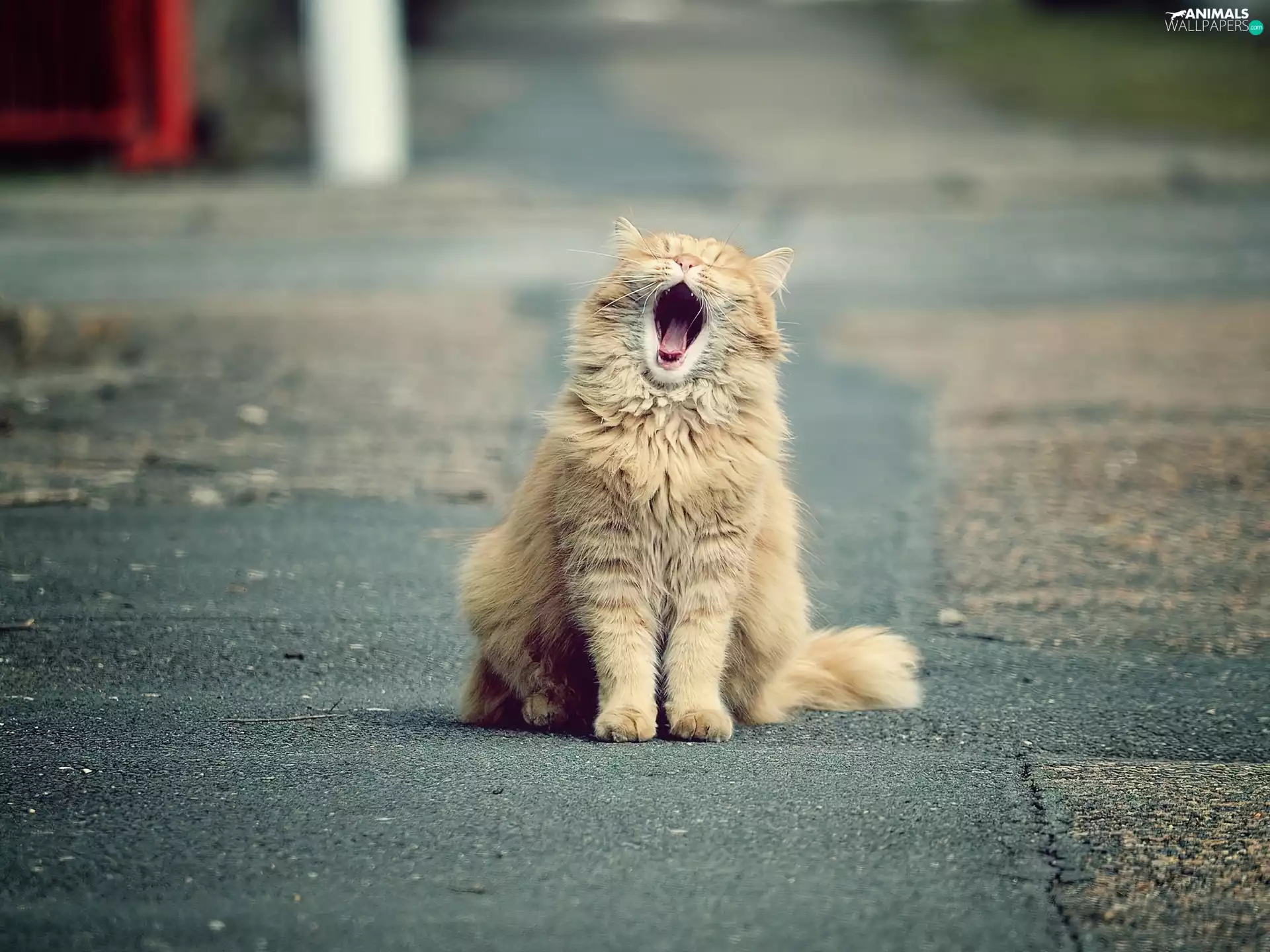 cat, yawning, ginger