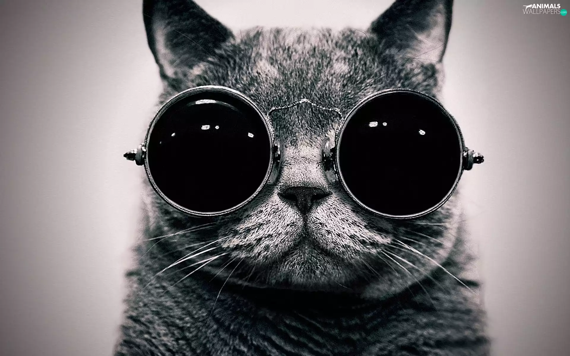 cat, Glasses