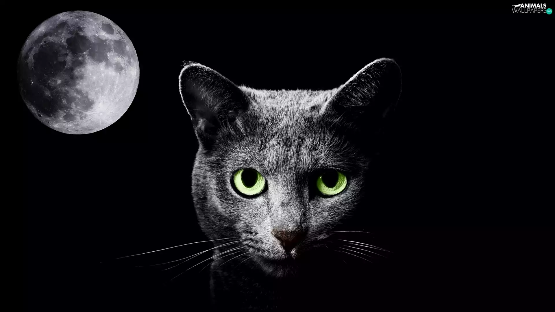 moon, Night, Black, cat, 2D Graphics
