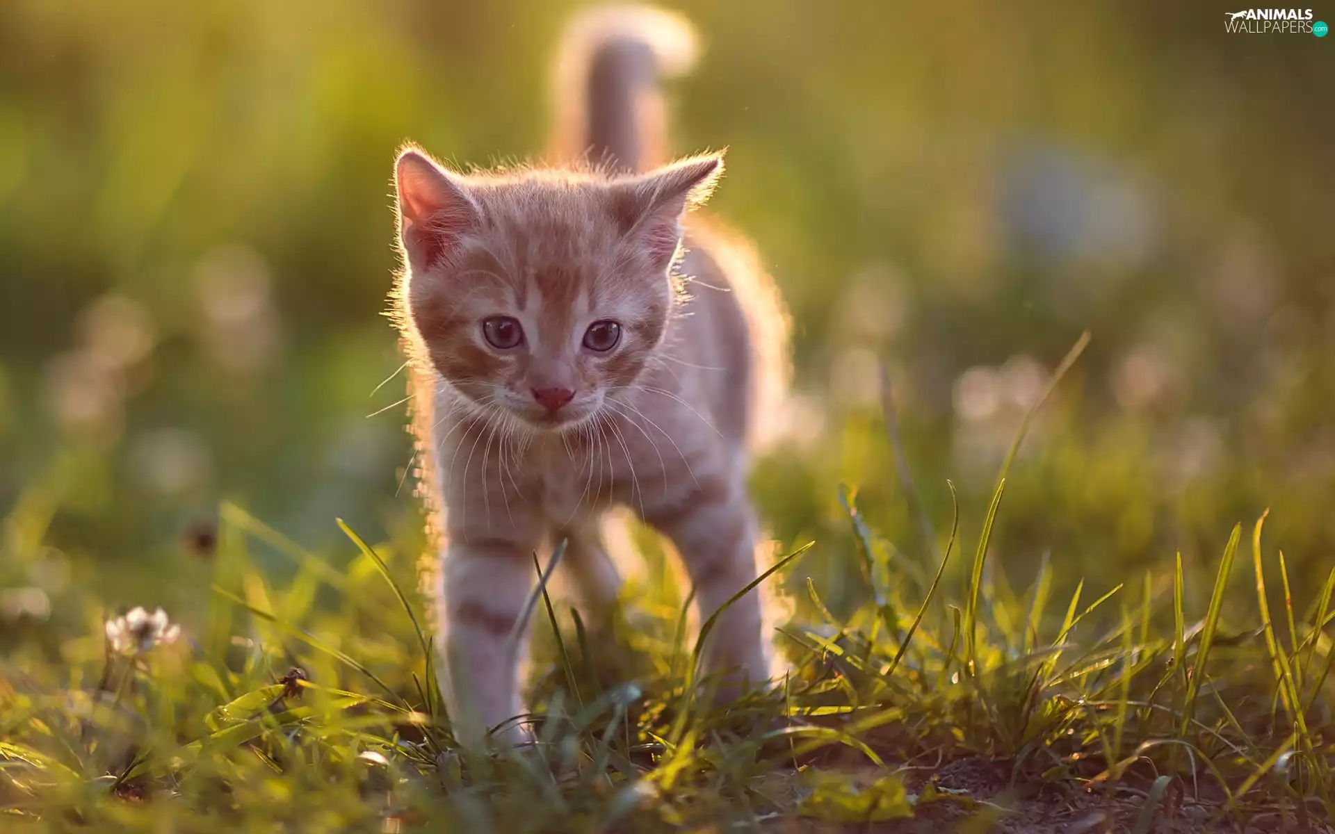 Flowers, Meadow, kitten, cat, small, grass
