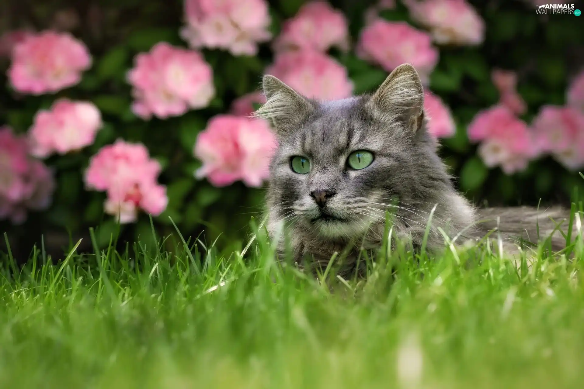 Flowers, blurry background, cat, grass, Gray