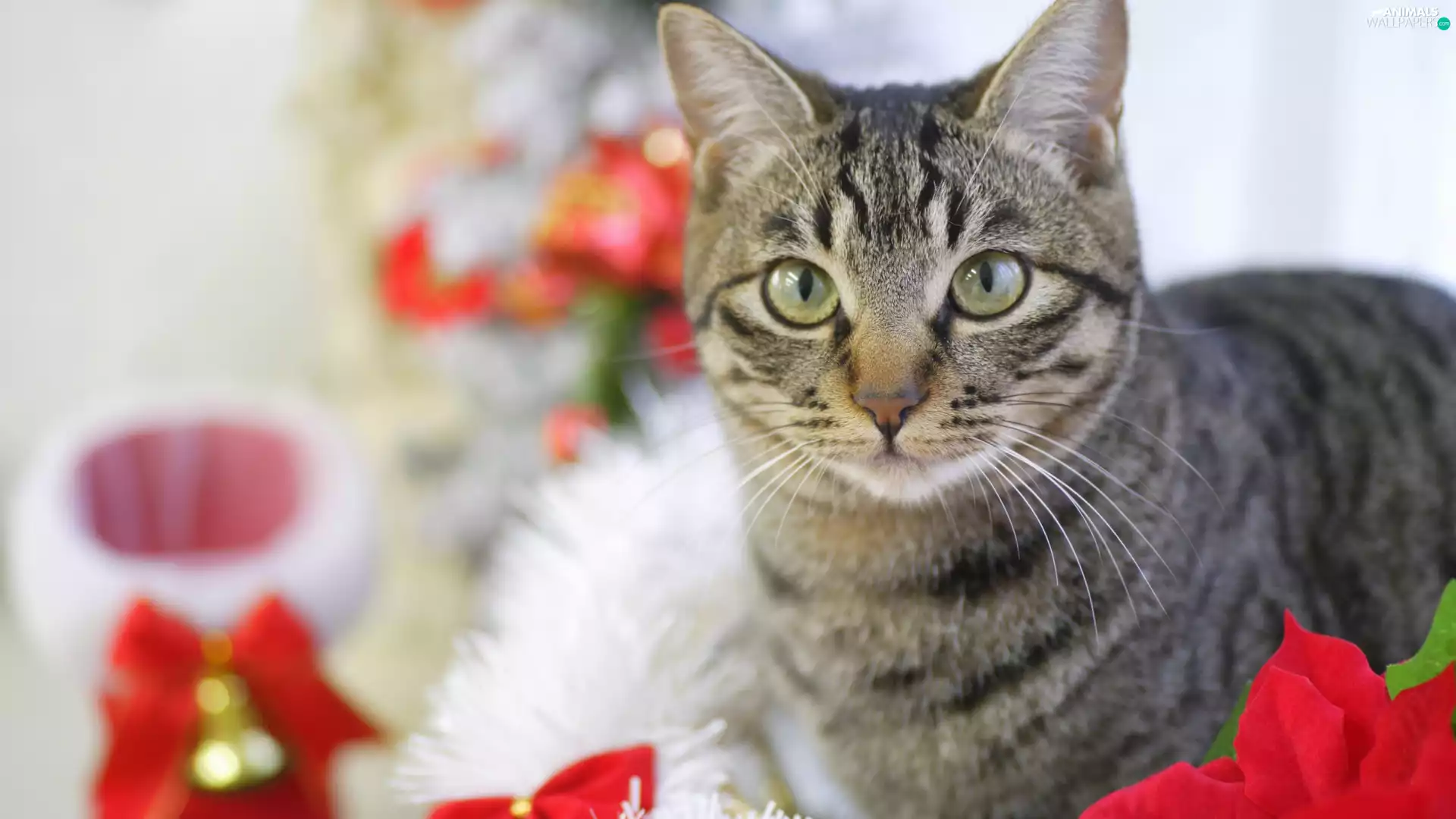 Gray, fuzzy, background, cat
