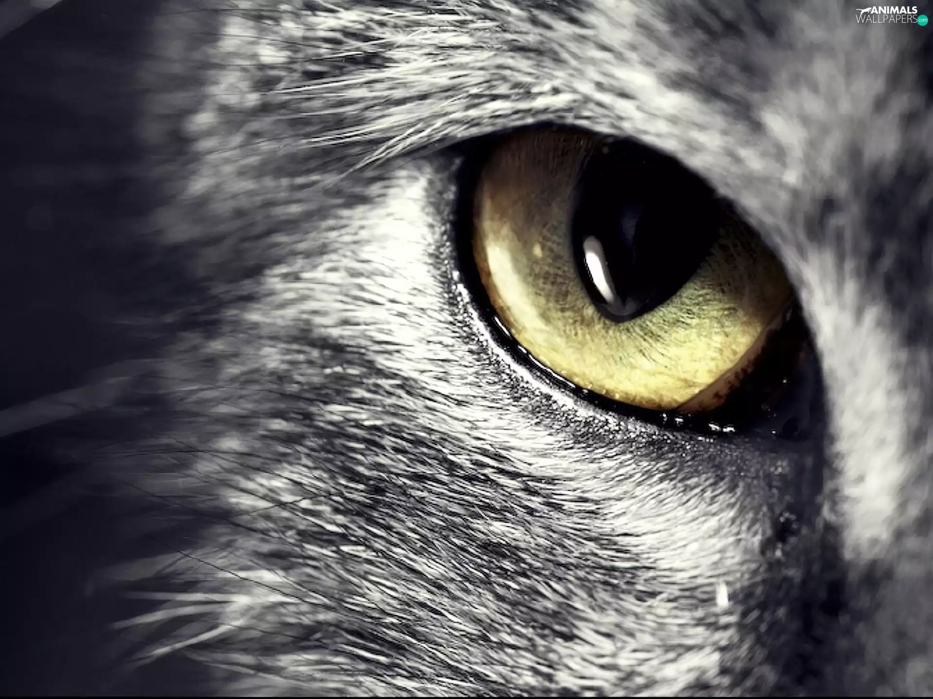 Gray, Yellow, eye, cat