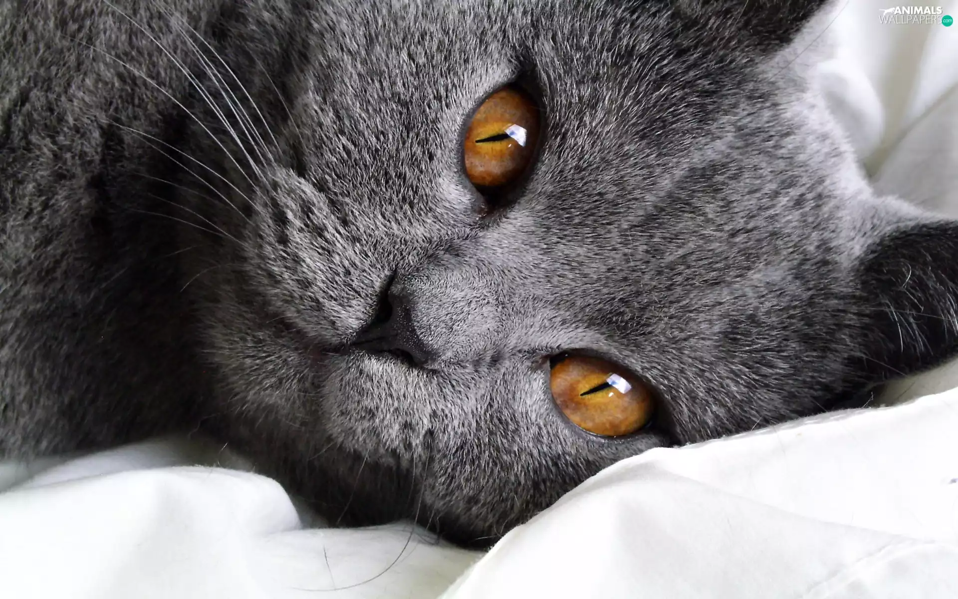 Gray, honey, Eyes, cat