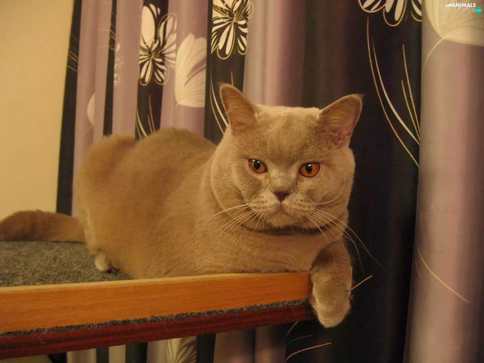 Gray, British Shorthair Cat