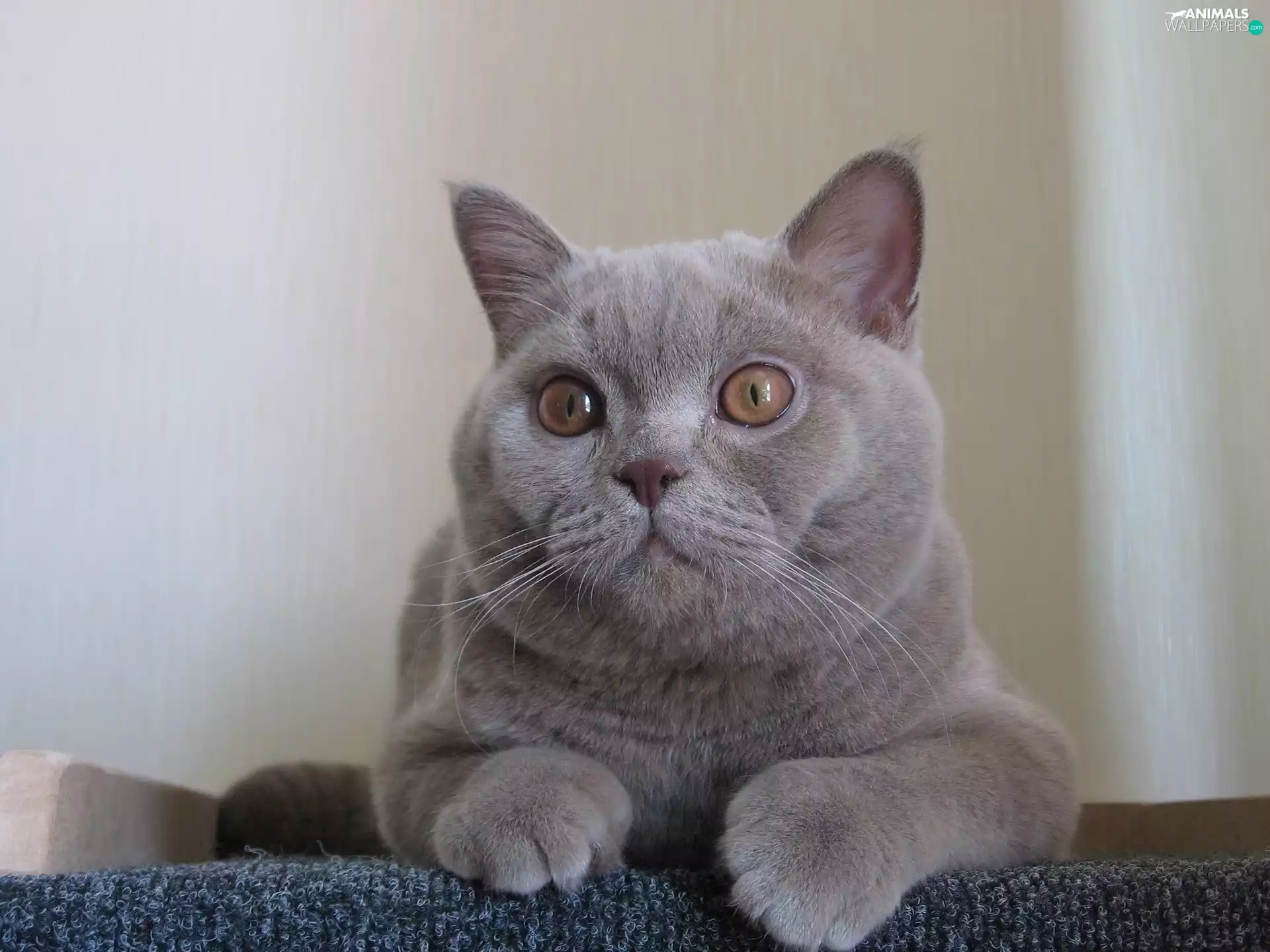 Gray, British, Shorthair, cat