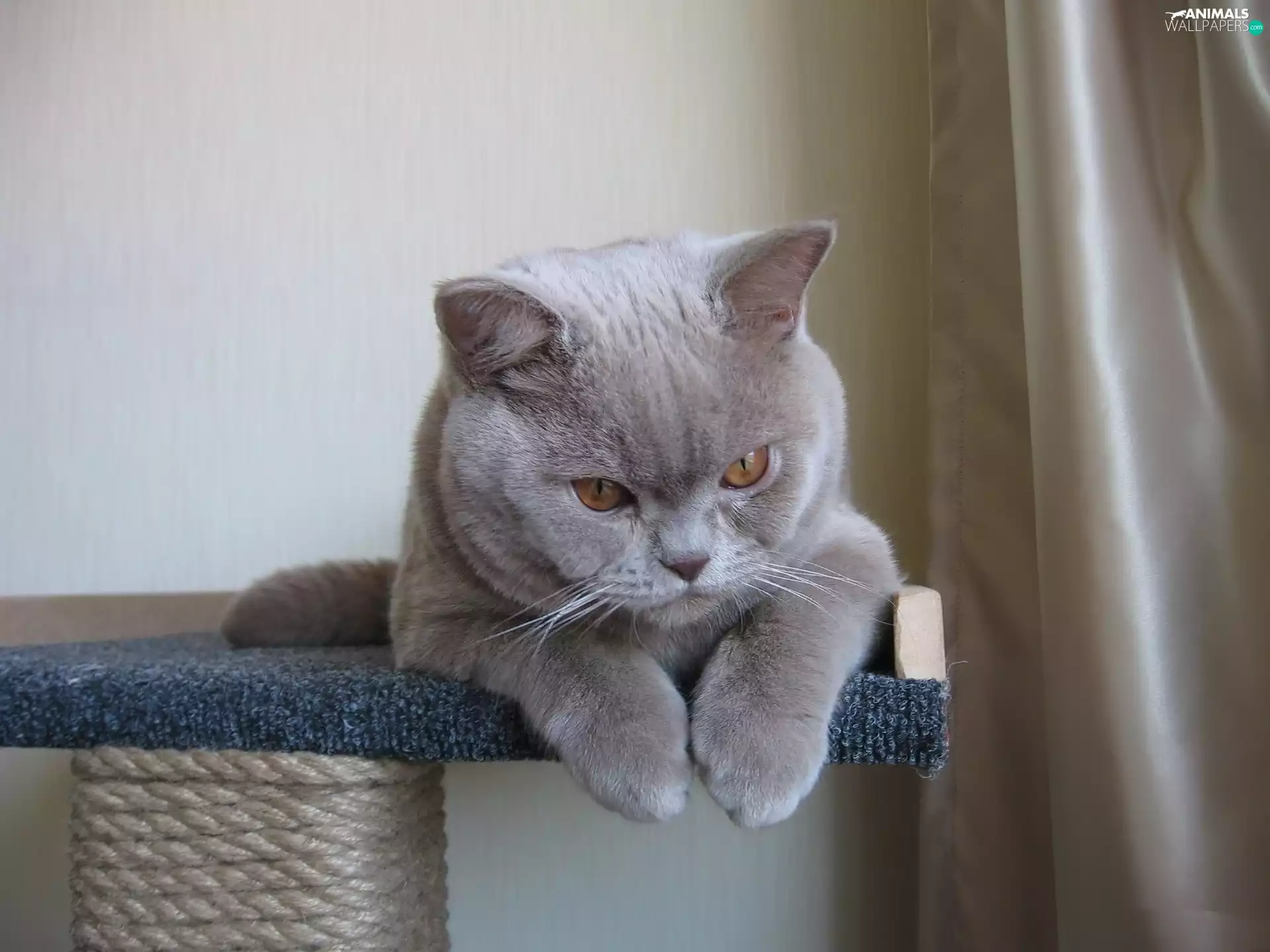 Gray, British, Shorthair, cat