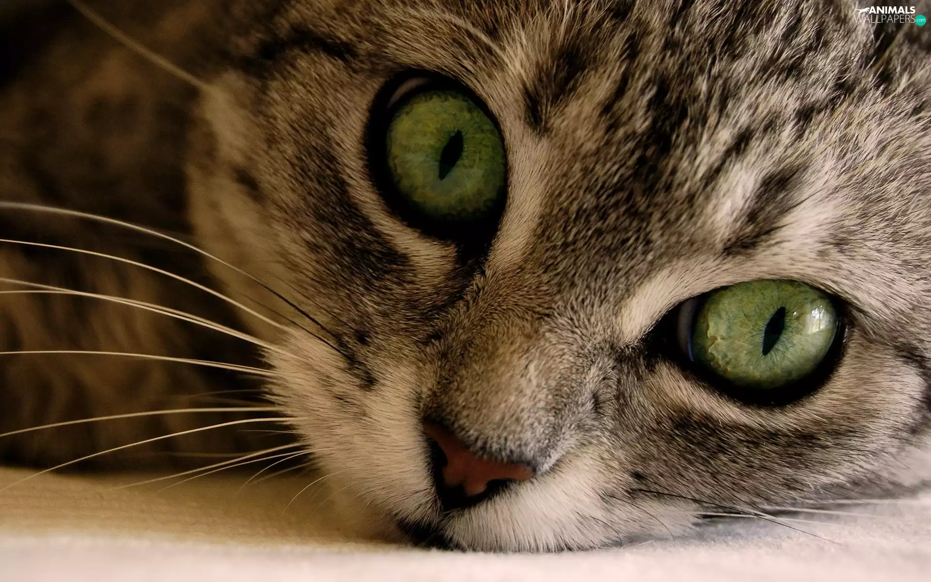 Gray, British Striped cat