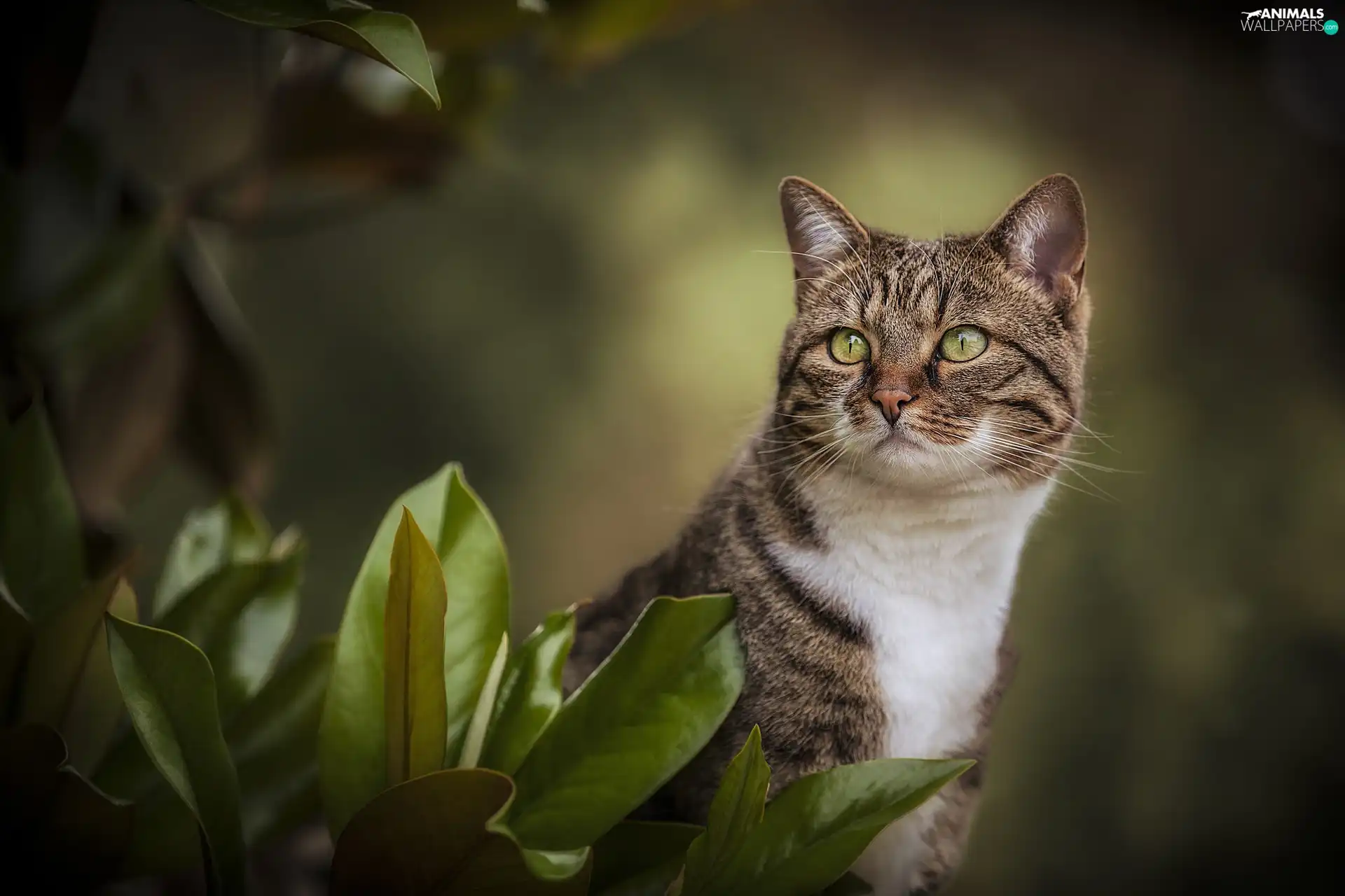 green ones, Grey-White, Leaf, blur, Eyes, cat