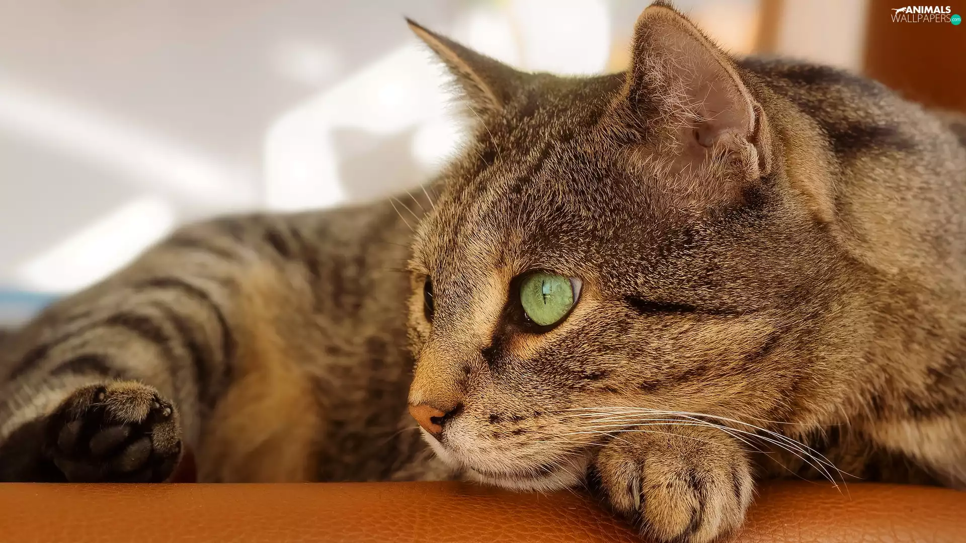 Grey, Sofa, rapprochement, cat