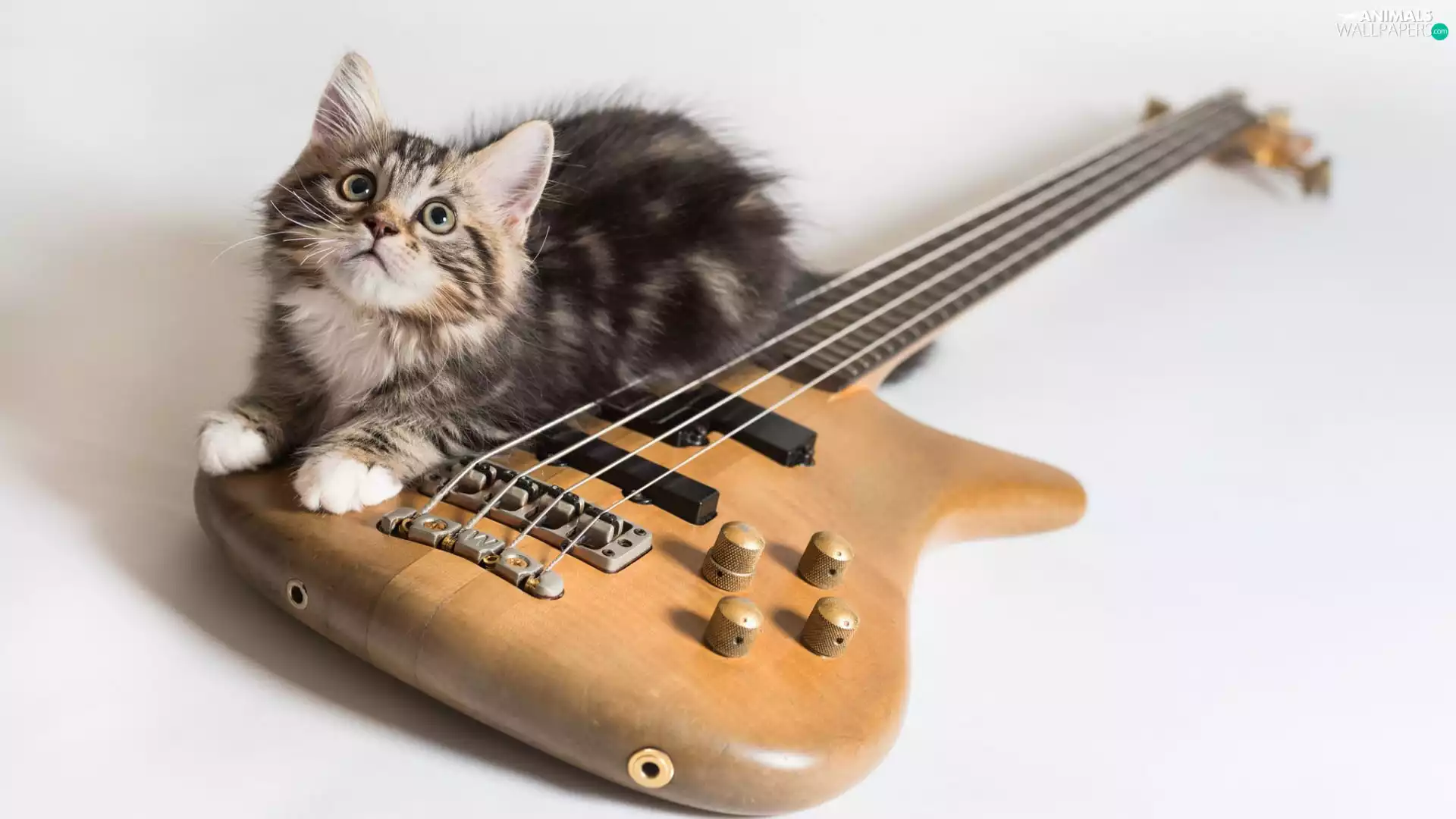 cat, Guitar
