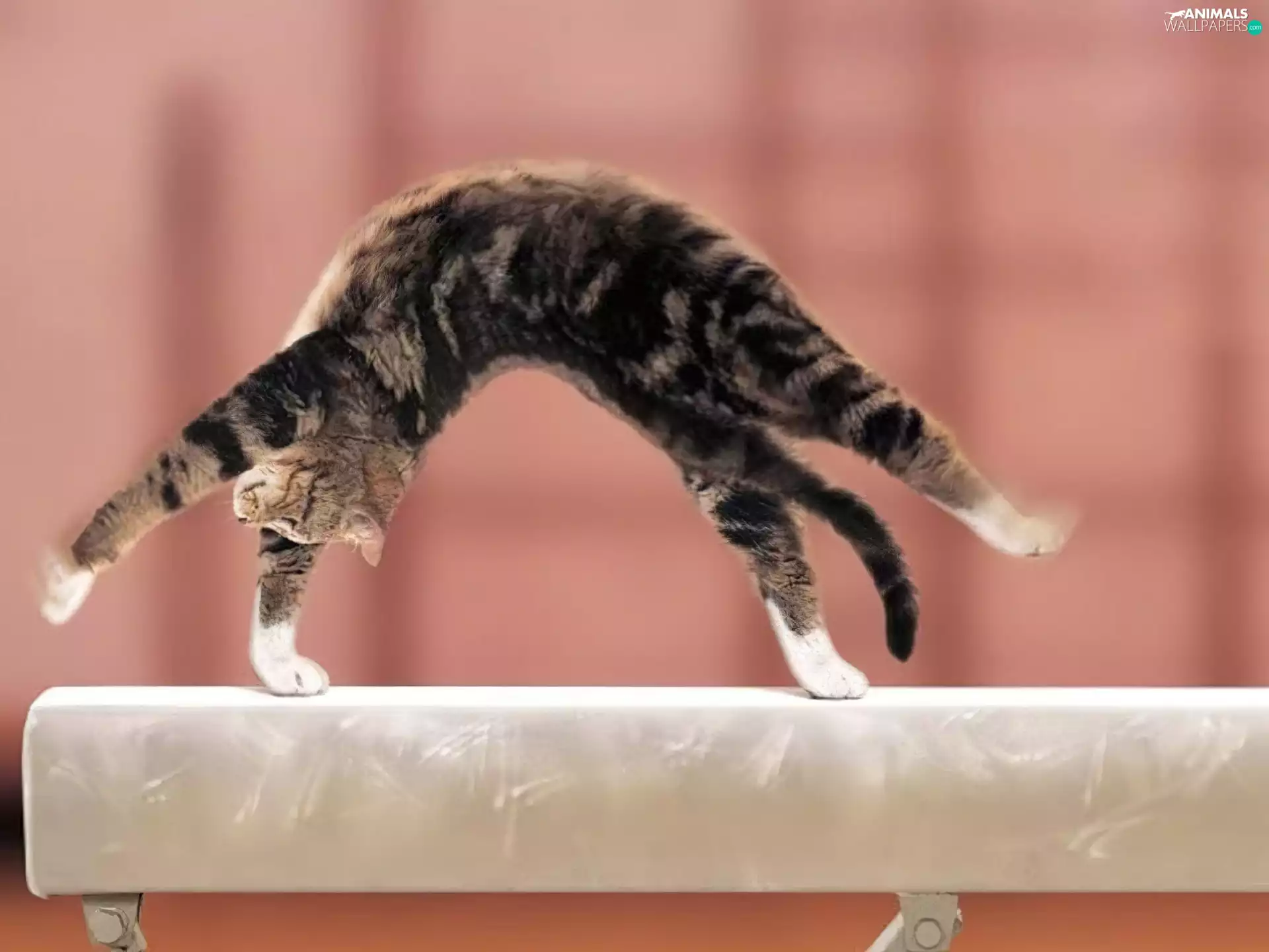 cat, gymnastics