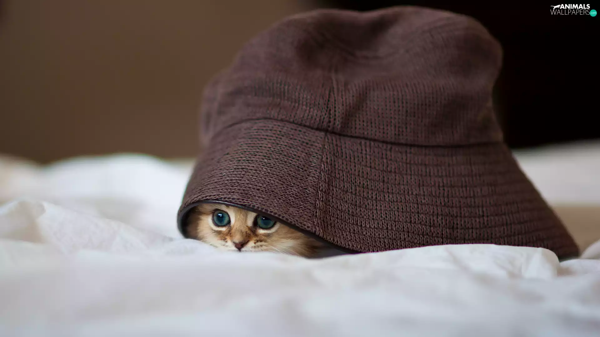 cat, Hat