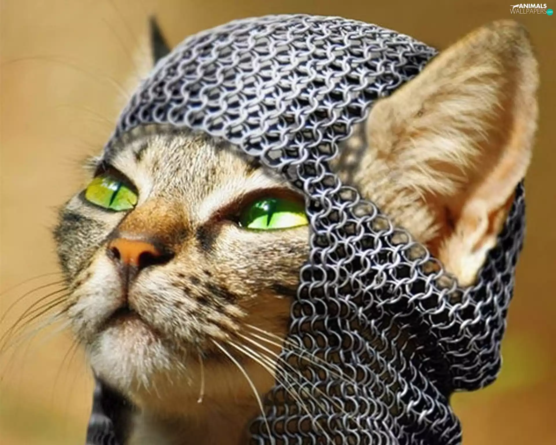 cat, hauberk