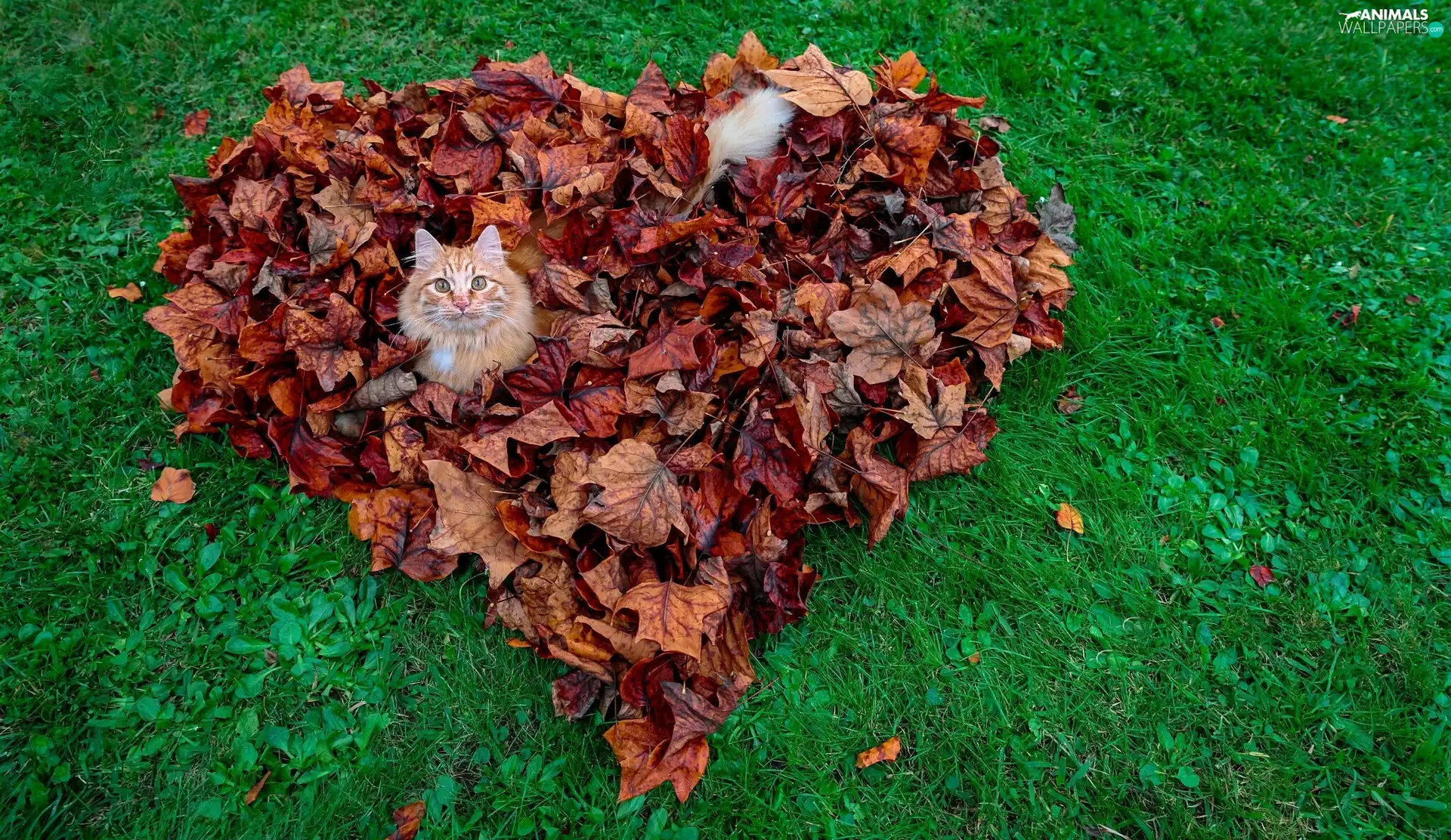 cat, Leaf, Heart