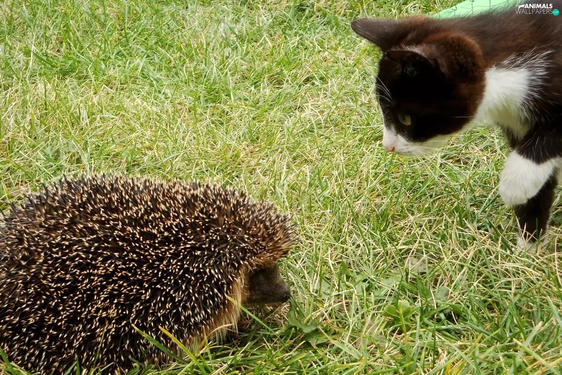 cat, hedgehog