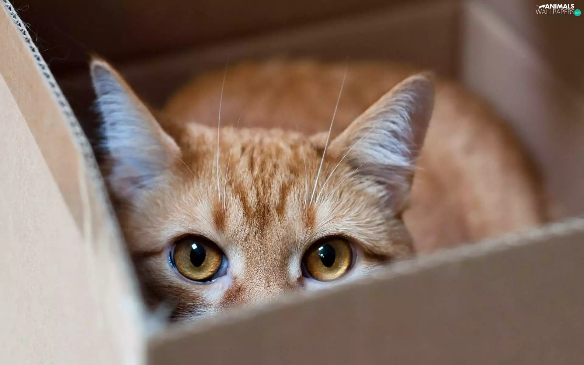hidden, box, Eyes, cat