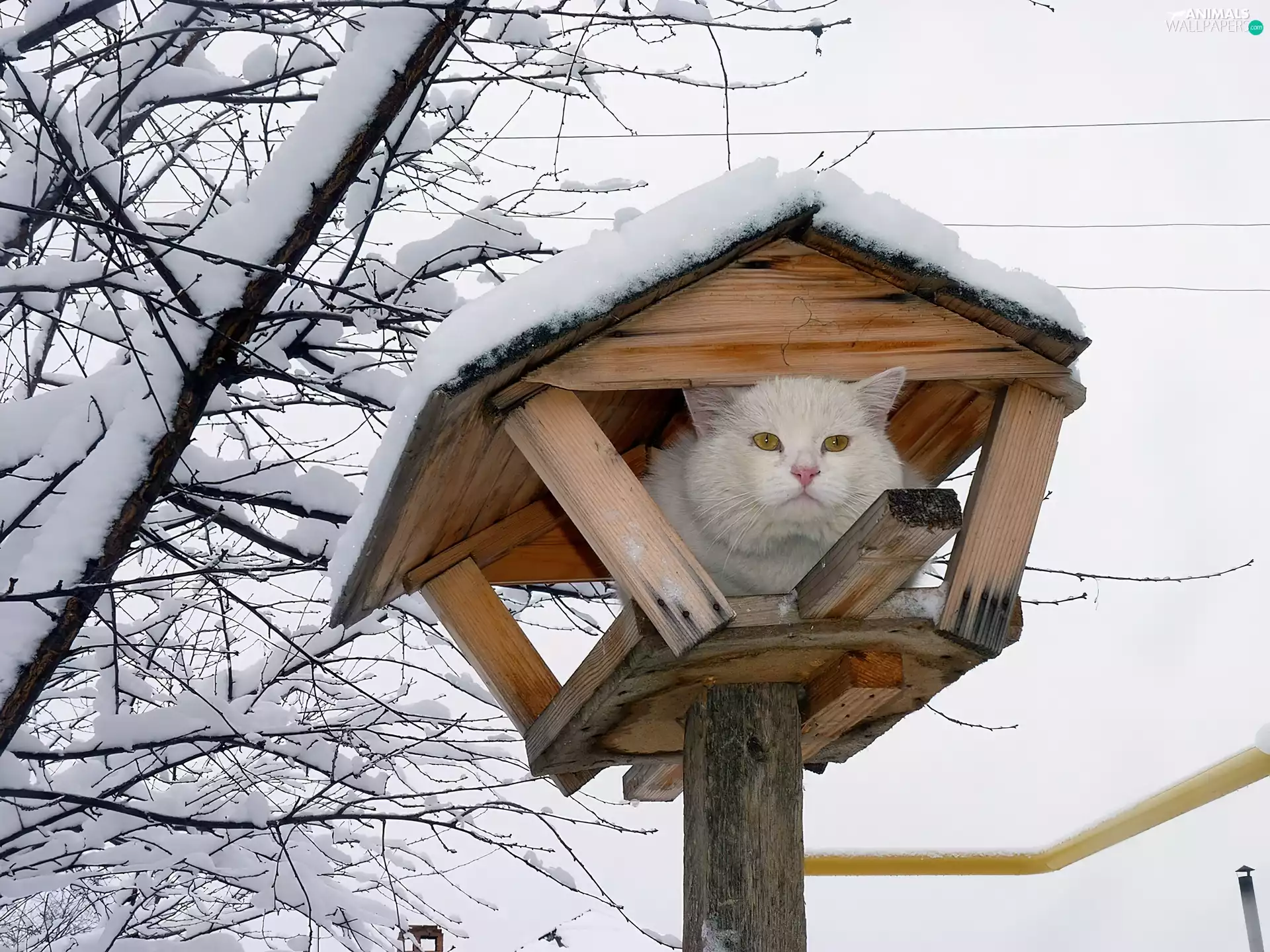 Snowy, cat, In Feeder, trees