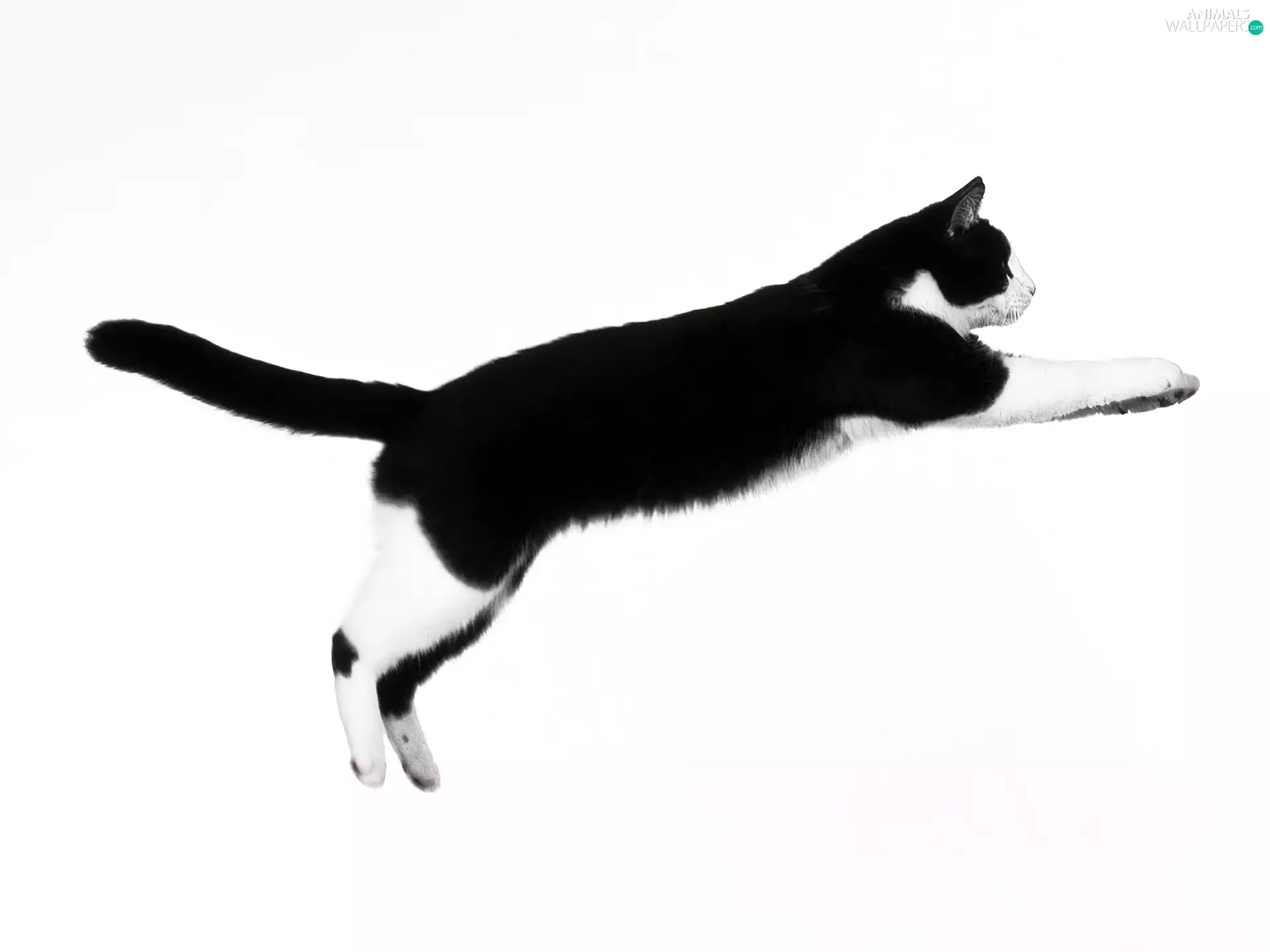 cat, jump