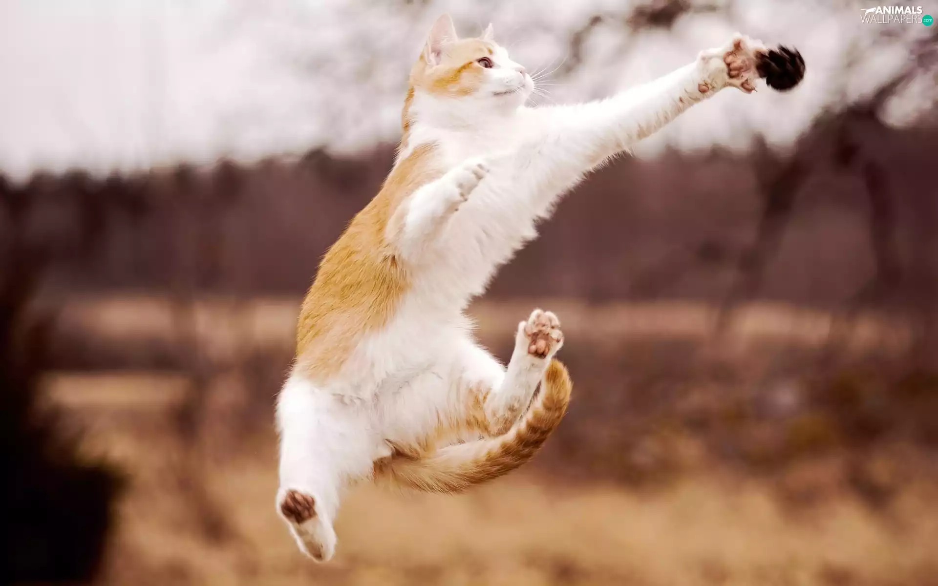 cat, jump