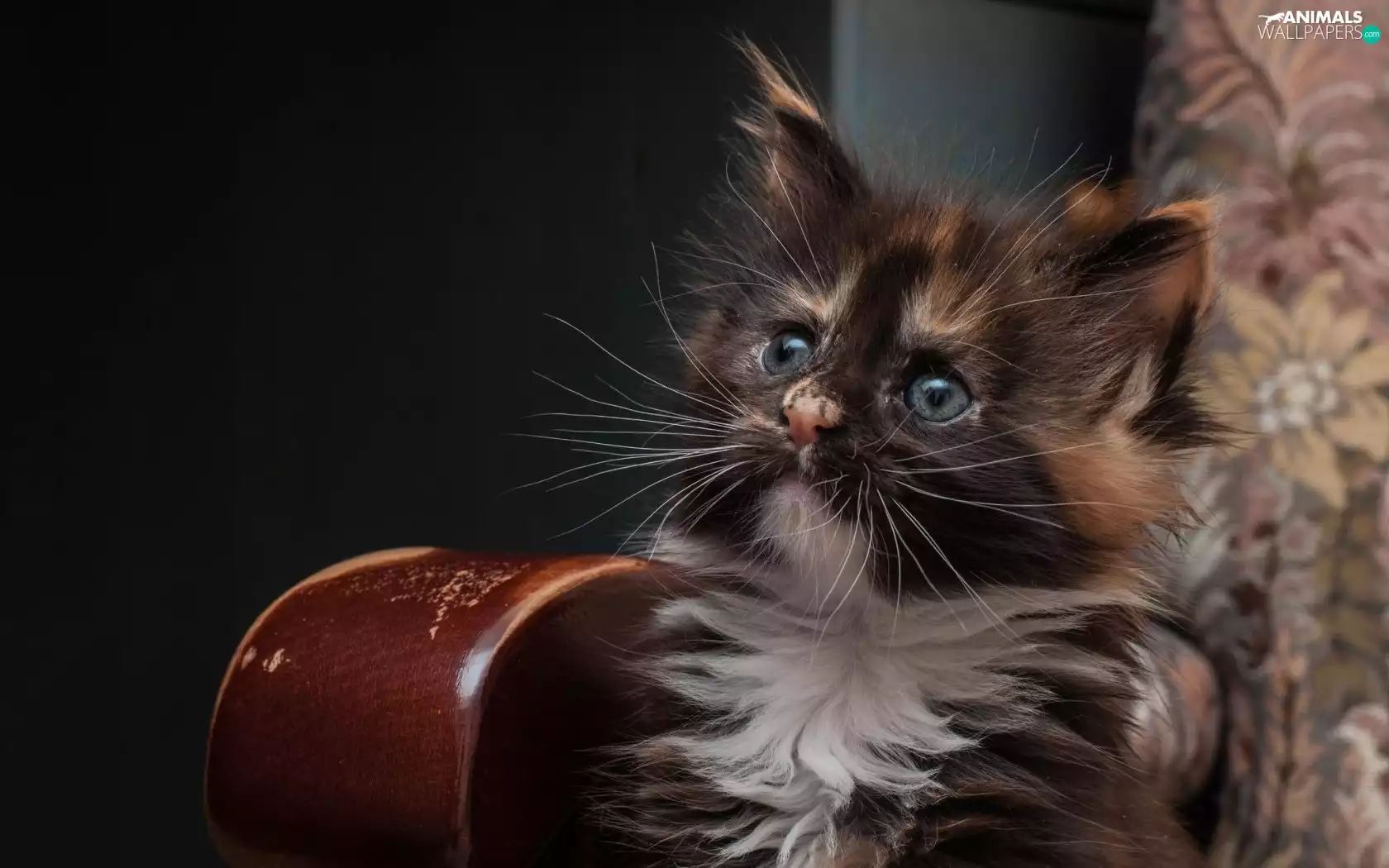 kitten, Maine Coon, cat