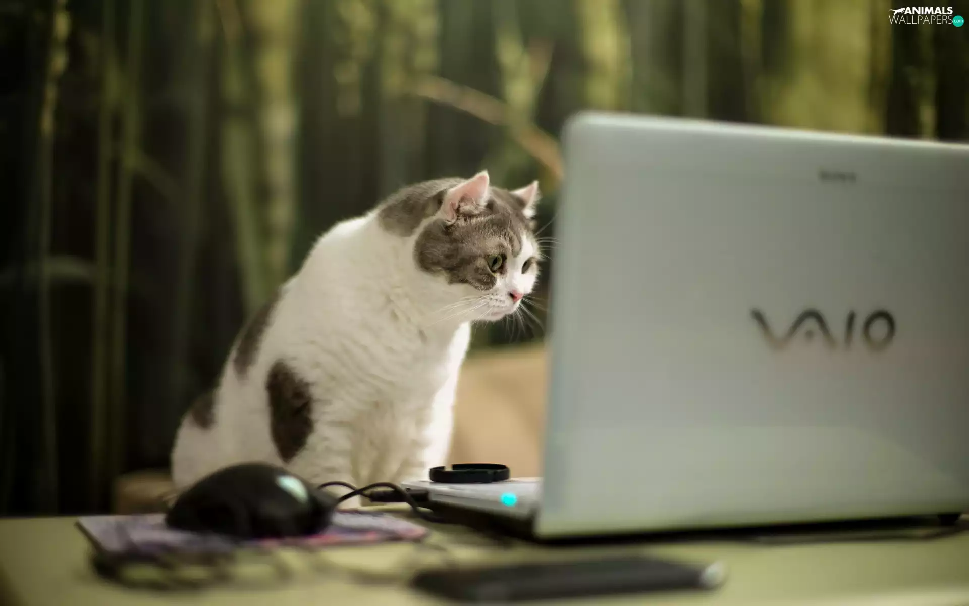 cat, laptop