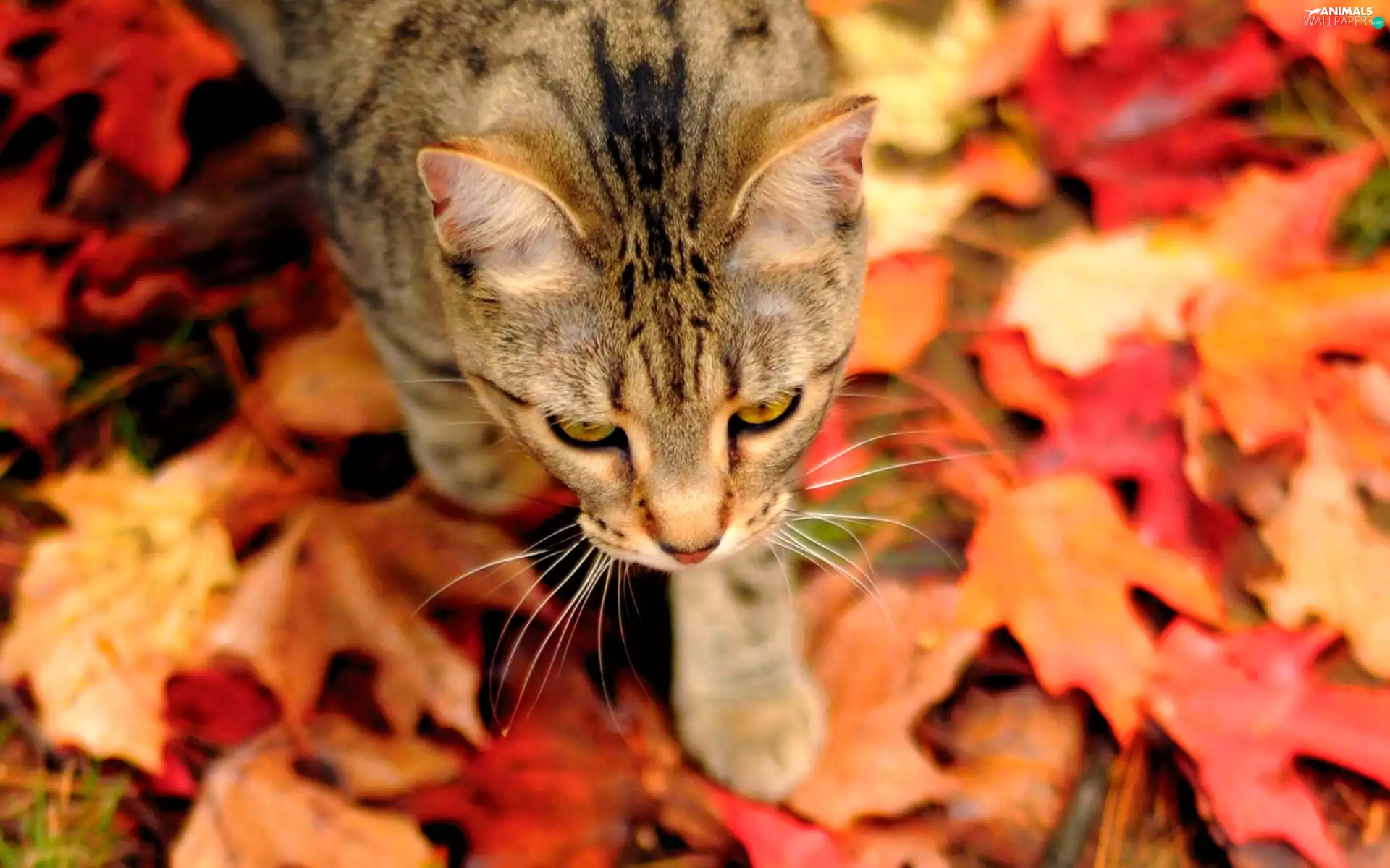cat, Leaf