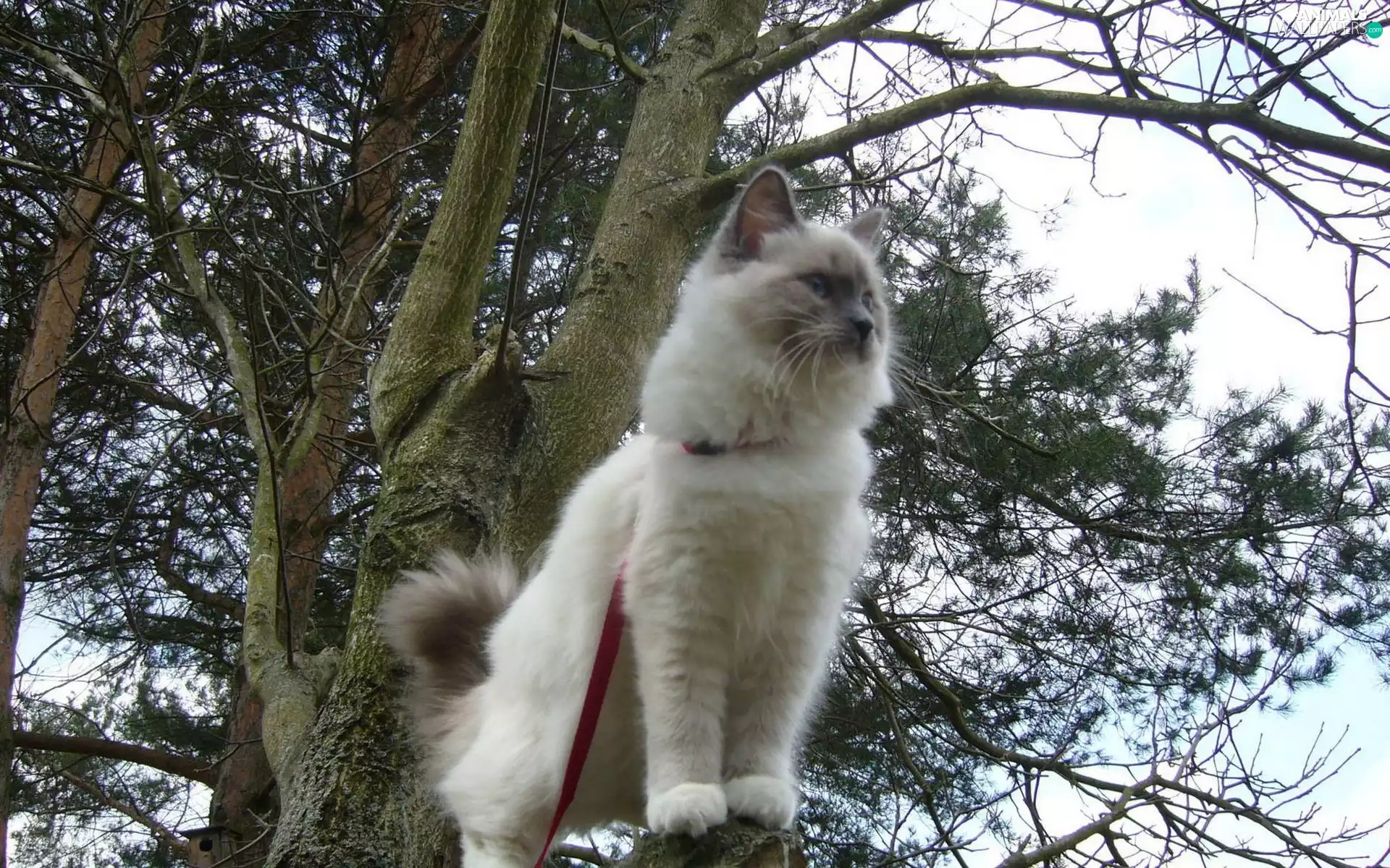 trees, cat, Leash, branch pics