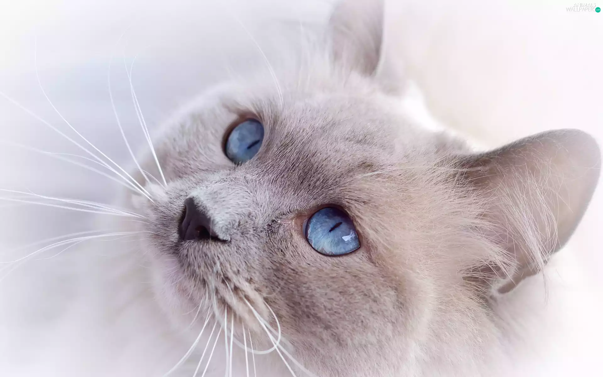 lightsome, Blue, Eyes, cat