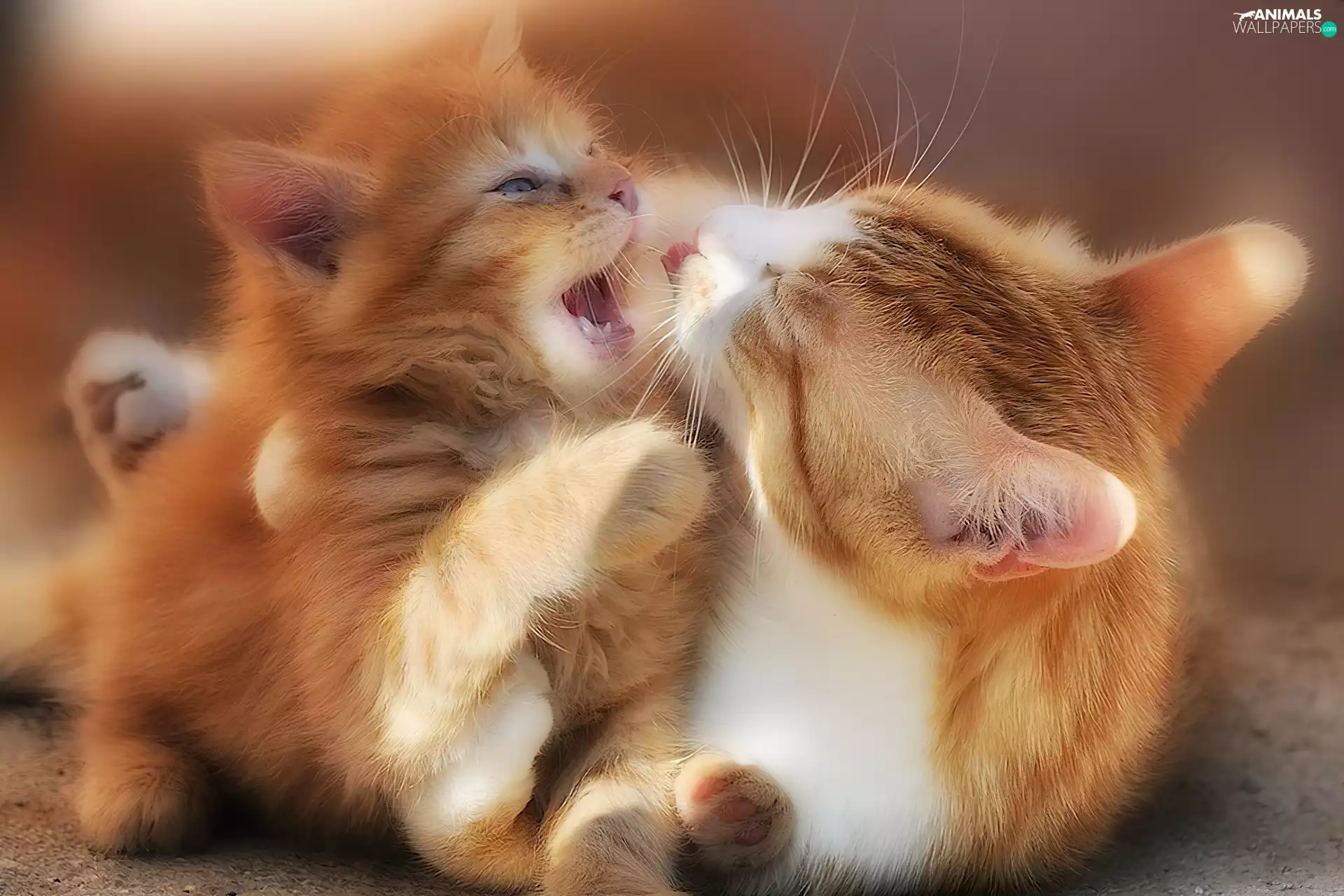 little doggies, Ginger, cat