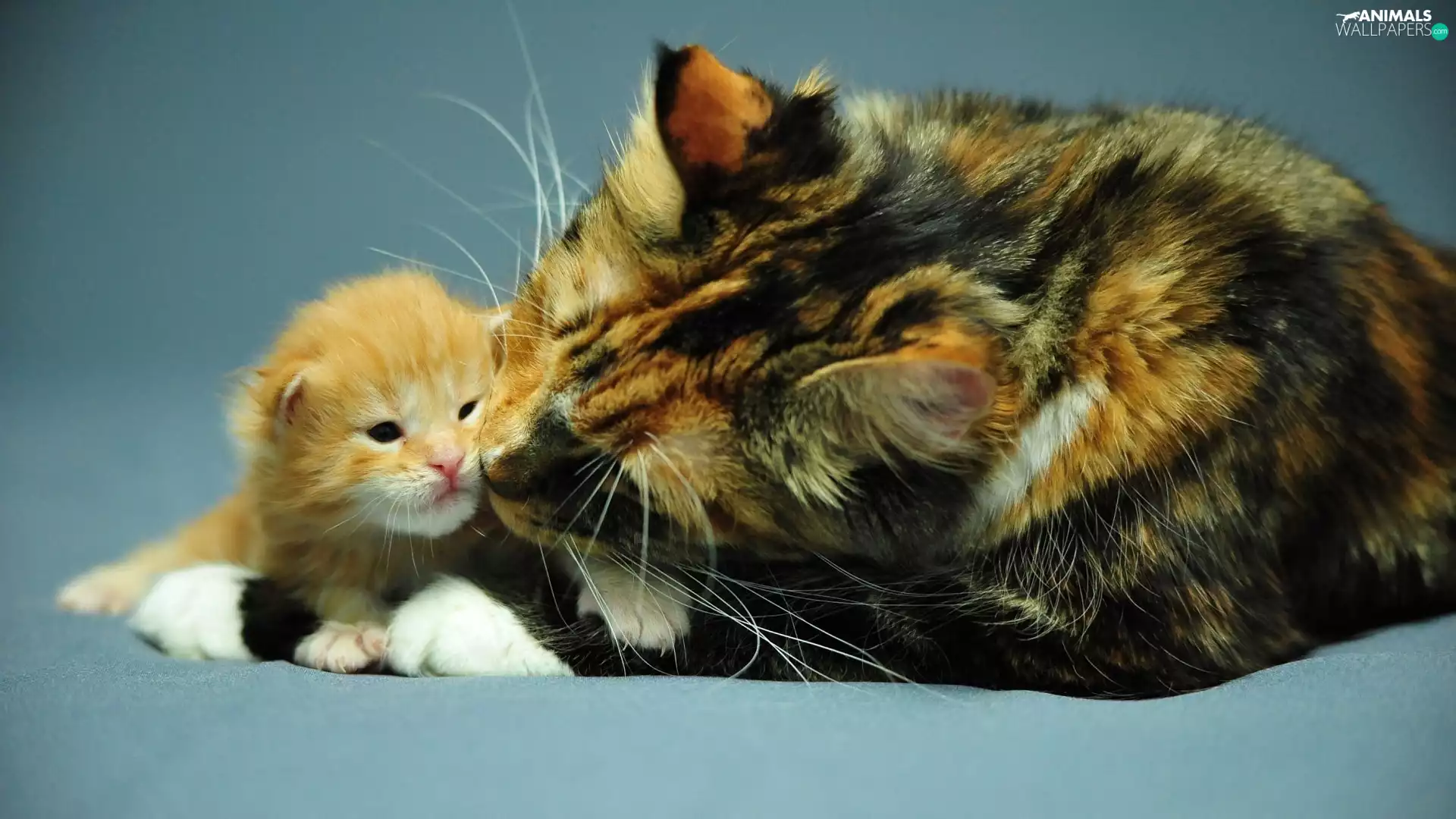 little doggies, mother, cat