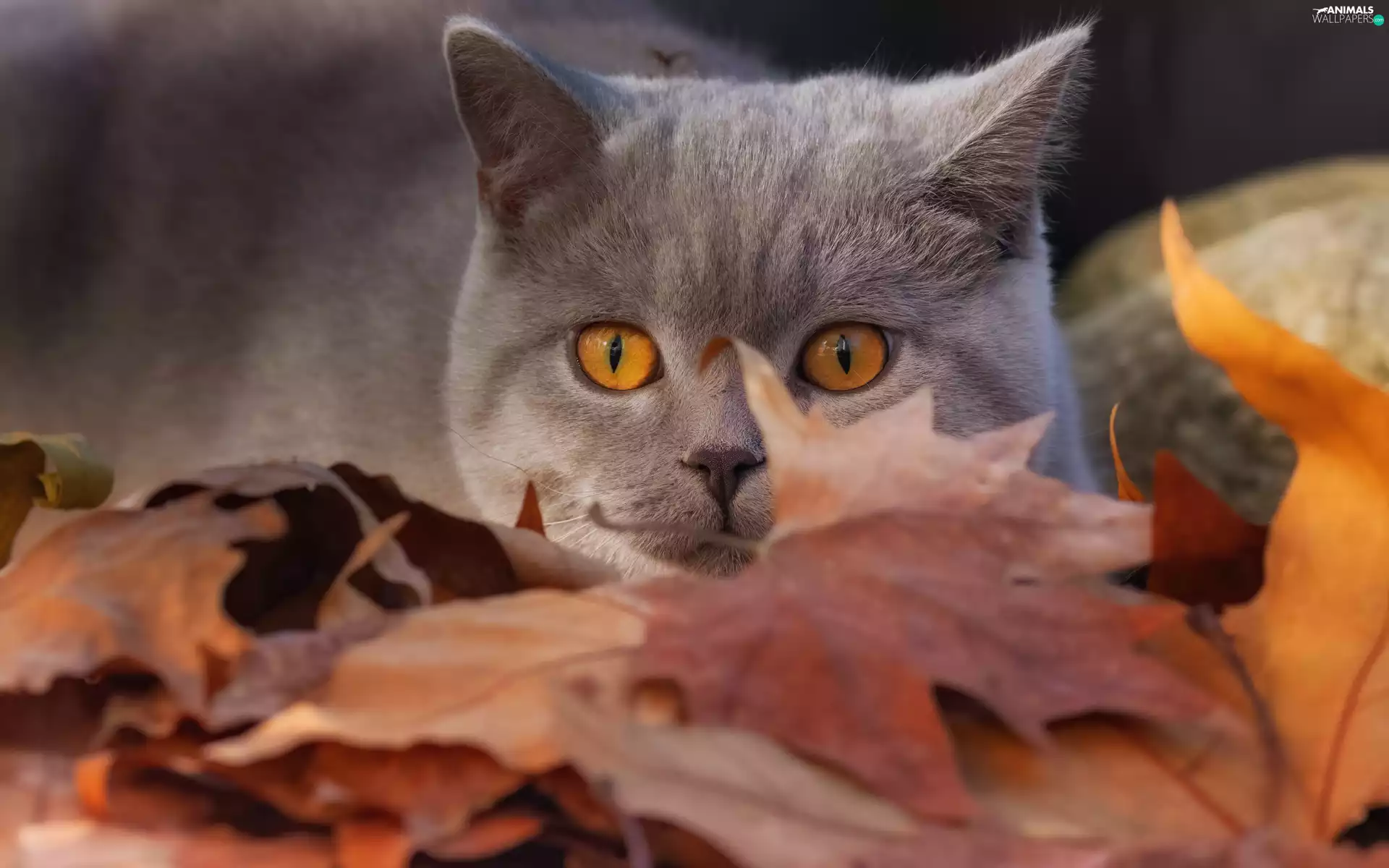 Leaf, British Shorthair Cat, The look