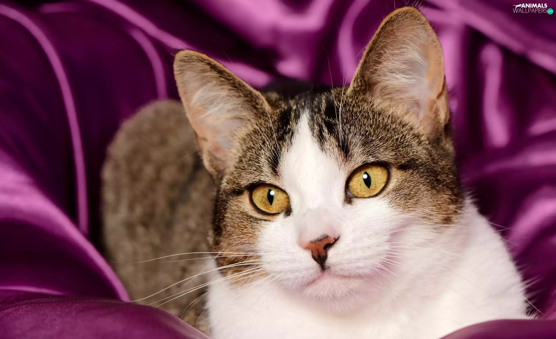 lying, purple, background, cat