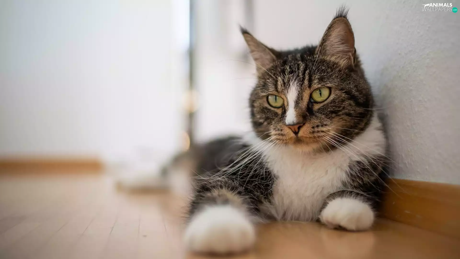 lying, wall, floor, cat