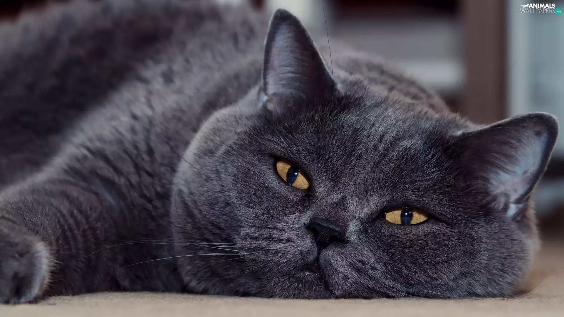 lying, British Shorthair Cat