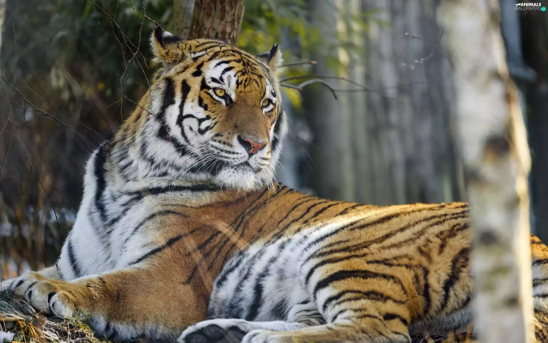 Big, cat, lying, Drapieżnik, tiger