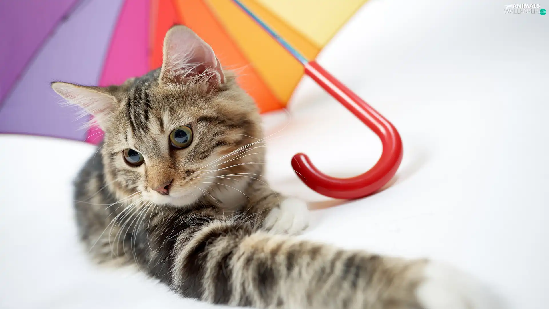 lying, Coloured, umbrella, cat