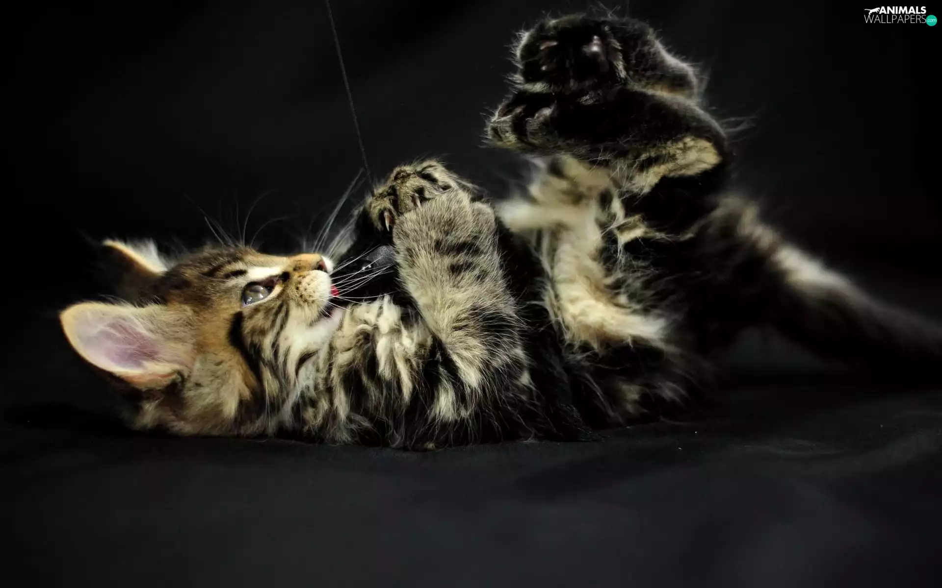 Maine Coon, lying, cat