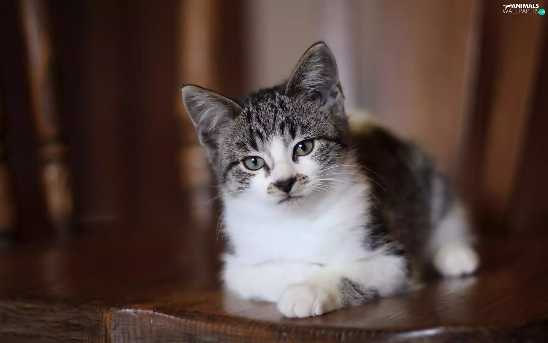 Mixed-breed dog, cat