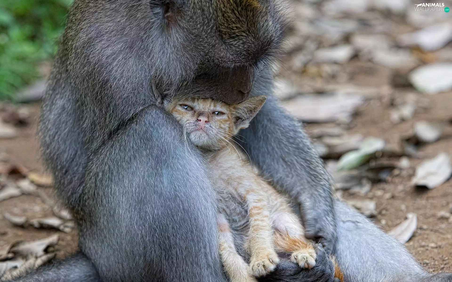 Monkey, unusual, friendship, cat