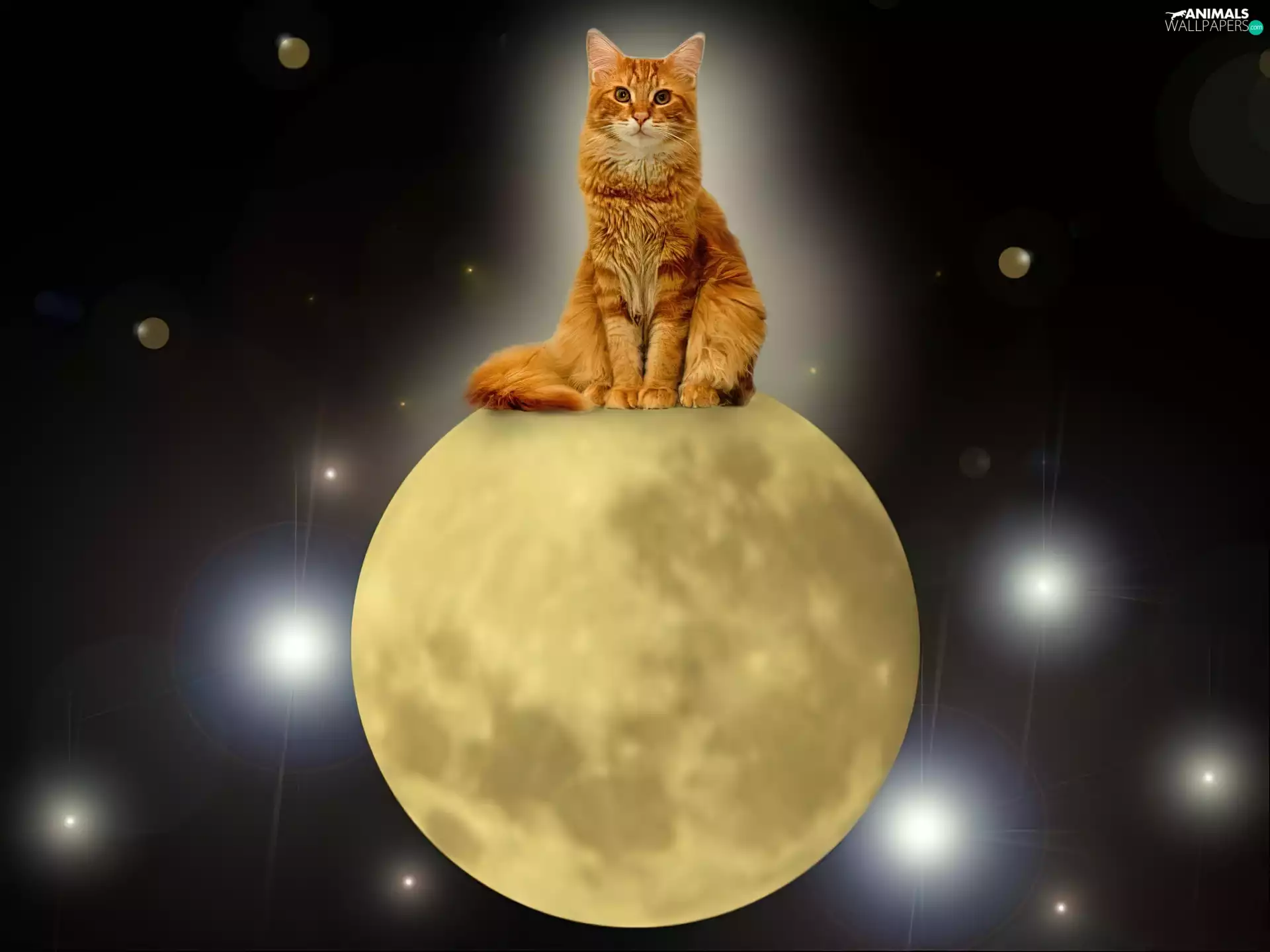 cat, moon