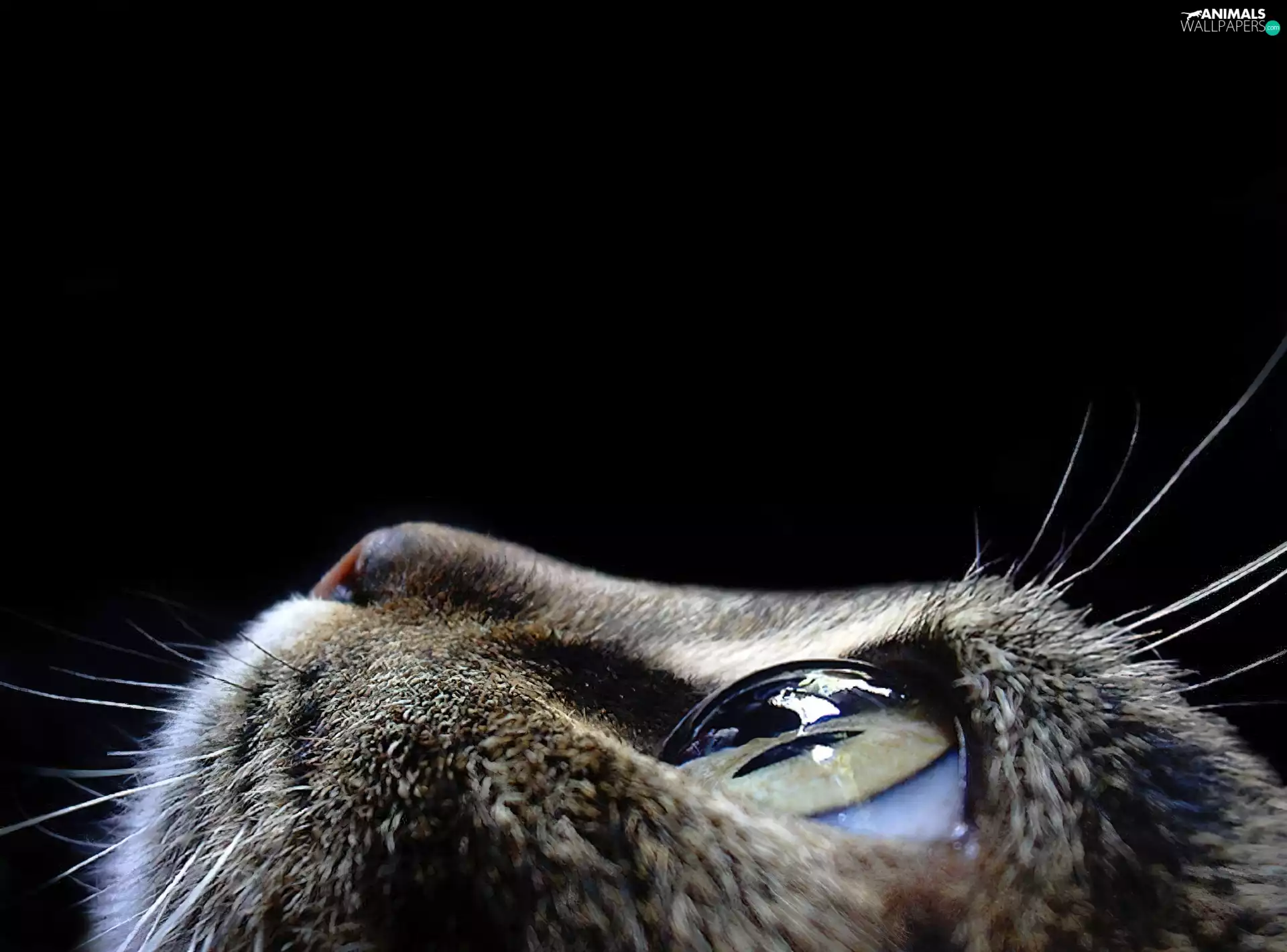 cat, muzzle
