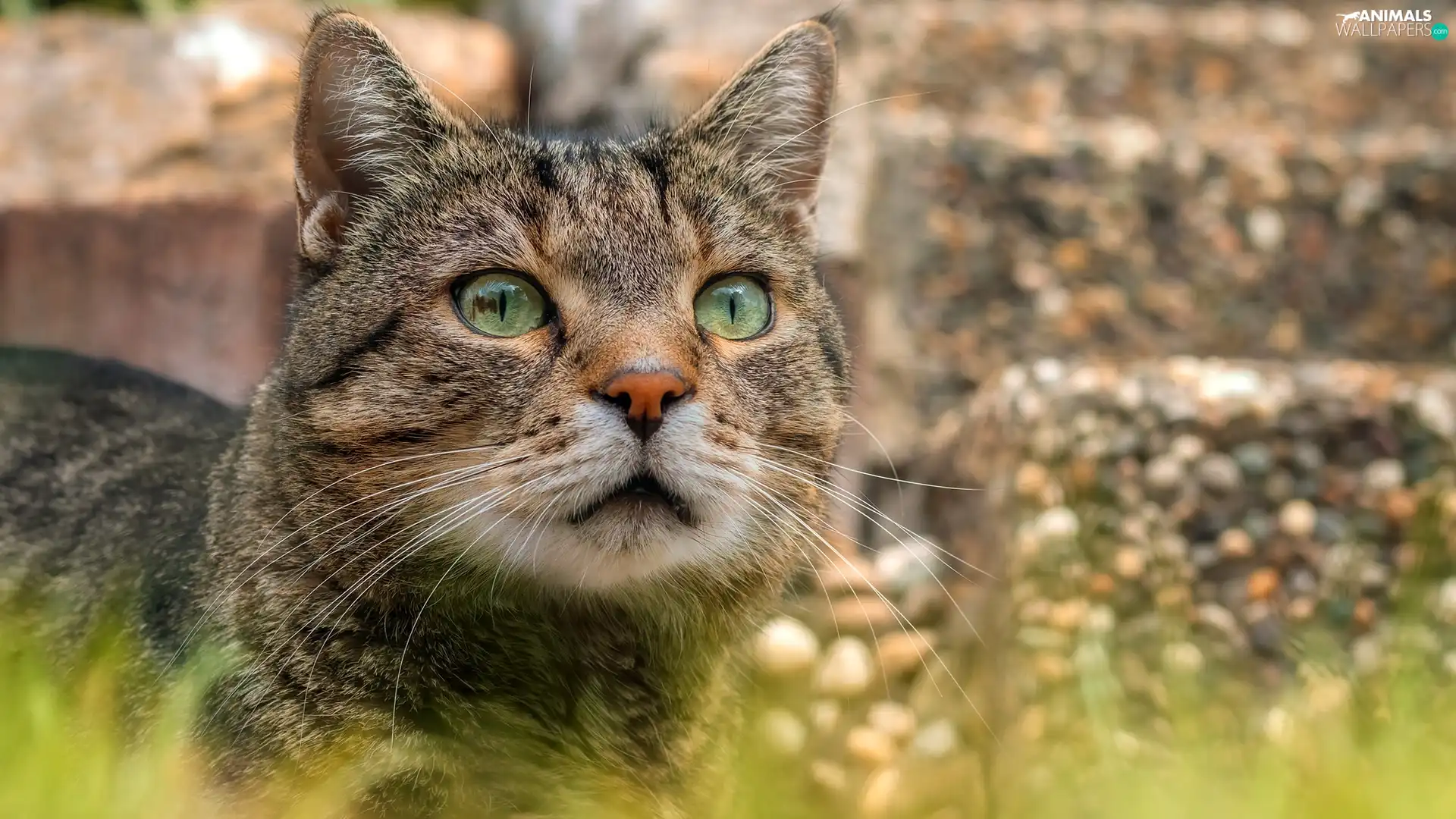 Dun, cat, muzzle, Green-eyed