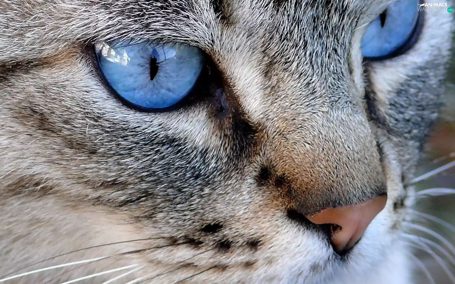 muzzle, Blue, Eyes, cat