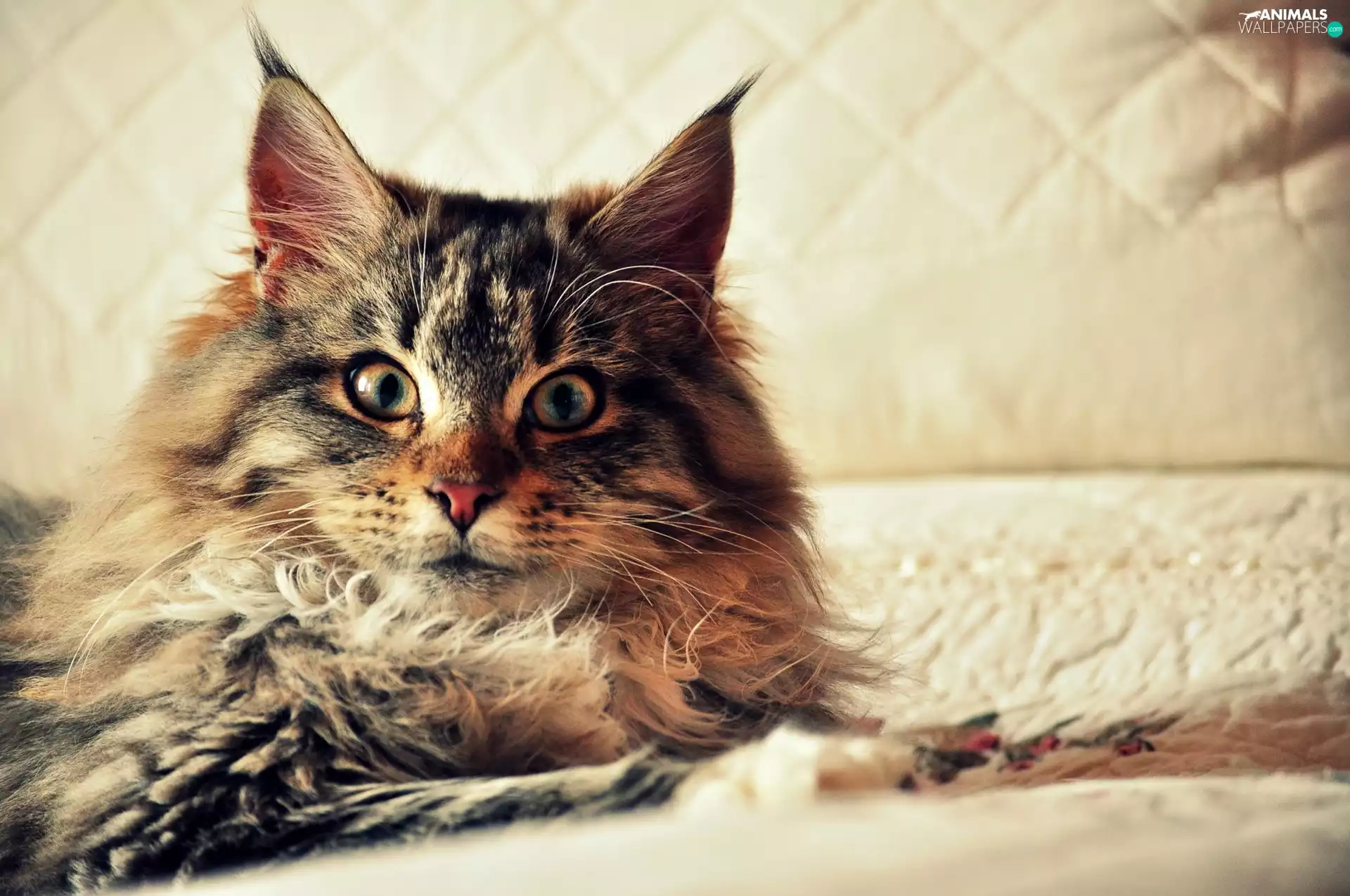 Bed, cat, Norwegian Forest Cat