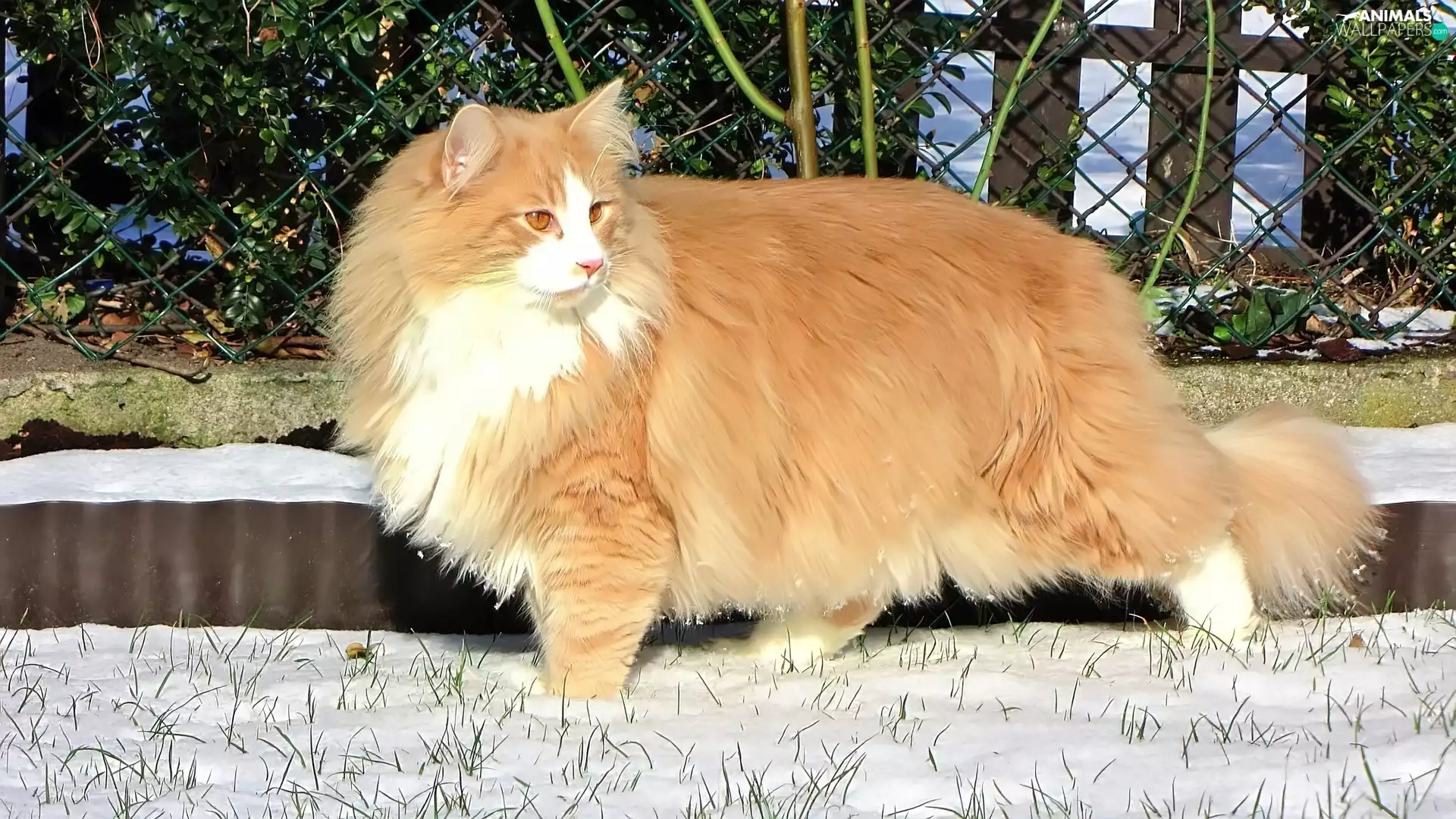 snow, cat, Norwegian Forest Cat