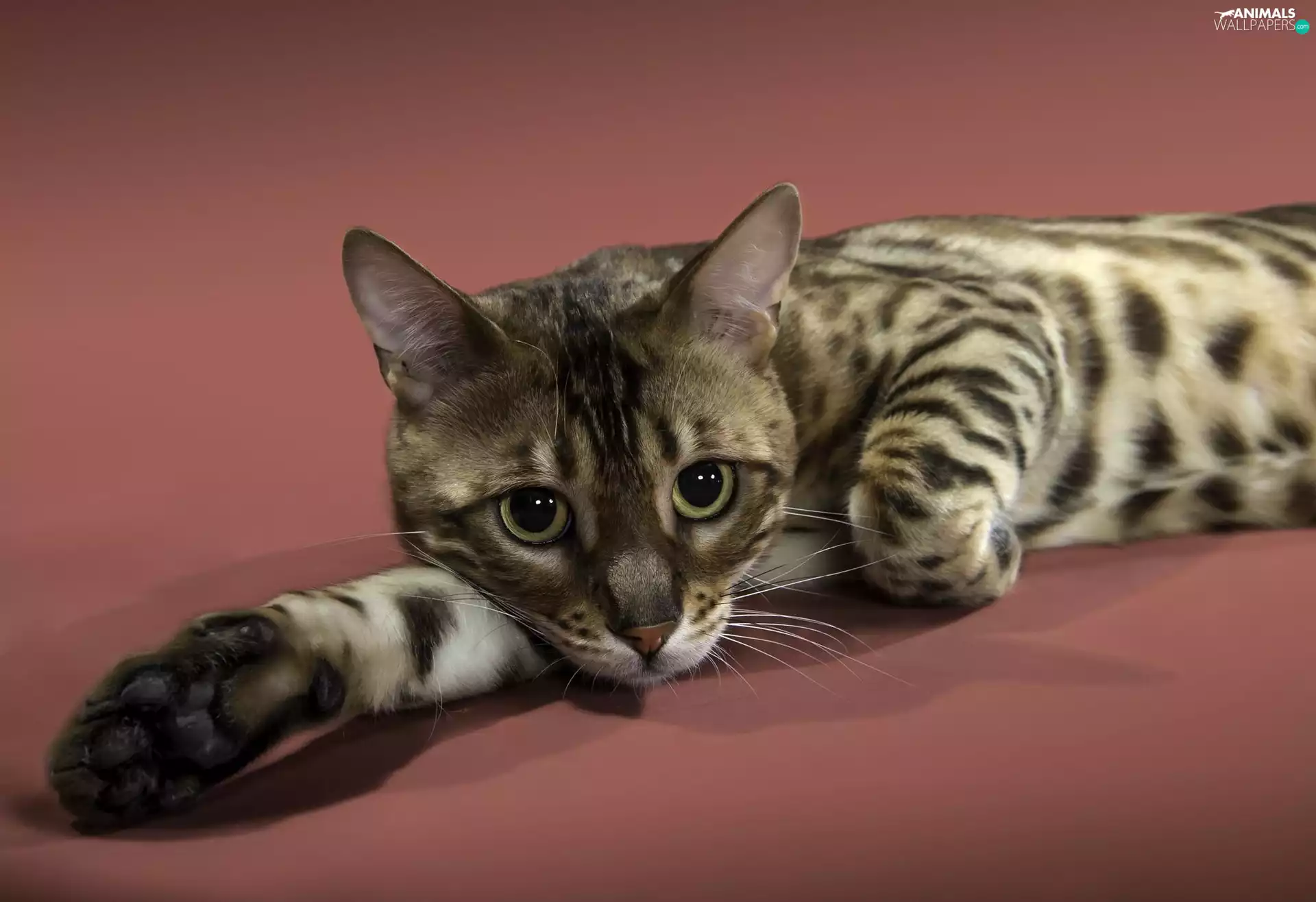 Cat Ocicat