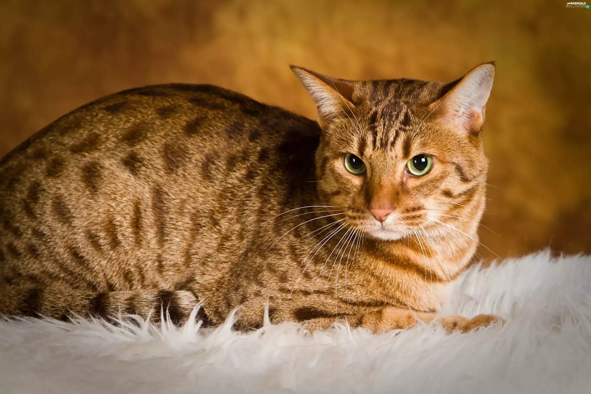 Cat Ocicat
